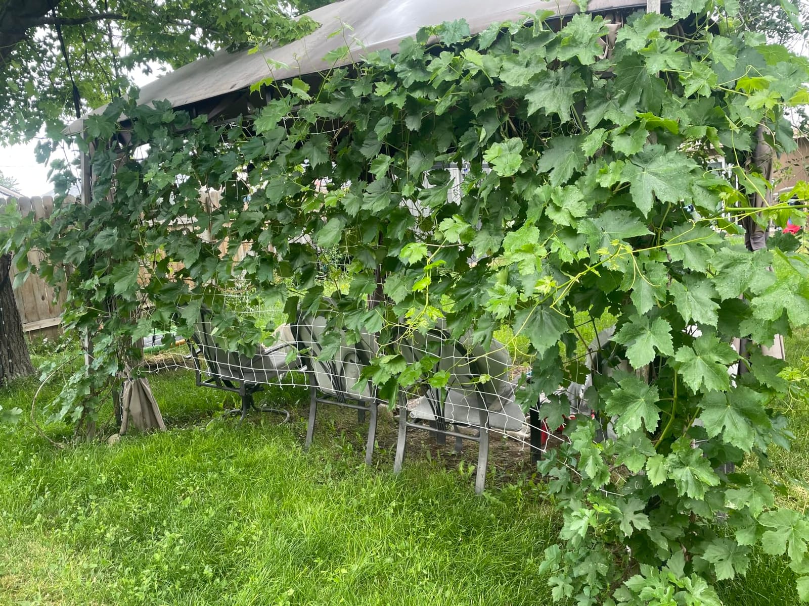 Tcamp Heavy-Duty Polyester Plant Trellis Netting 5 x 15ft (1 Pack) customer photo 2