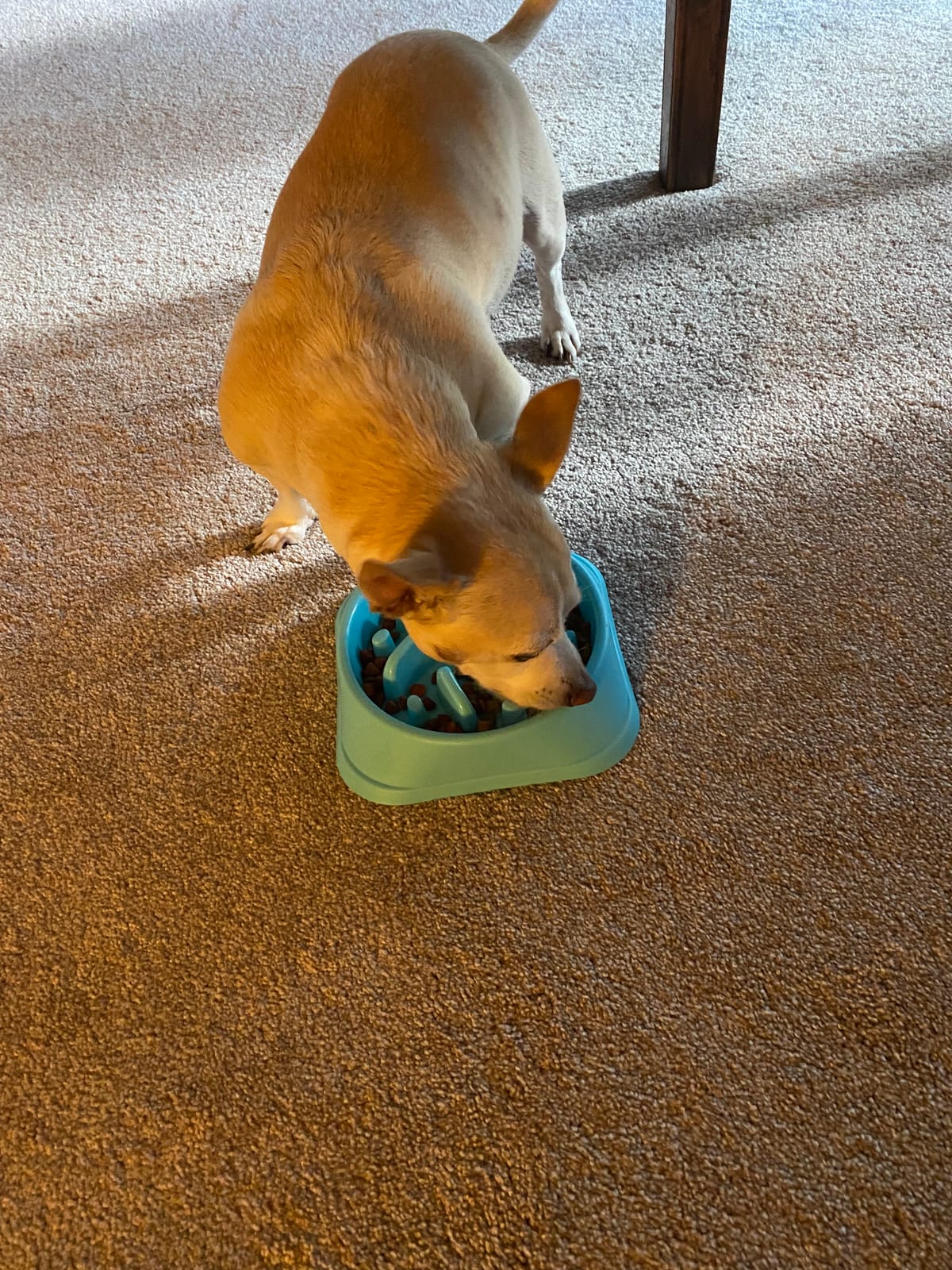 JASGOOD Dog Feeder Slow Eating Pet Bowl Eco-Friendly Non-Toxic Preventing Choking Healthy Design Bowl for Dog Pet (S-M, Black) customer photo 2