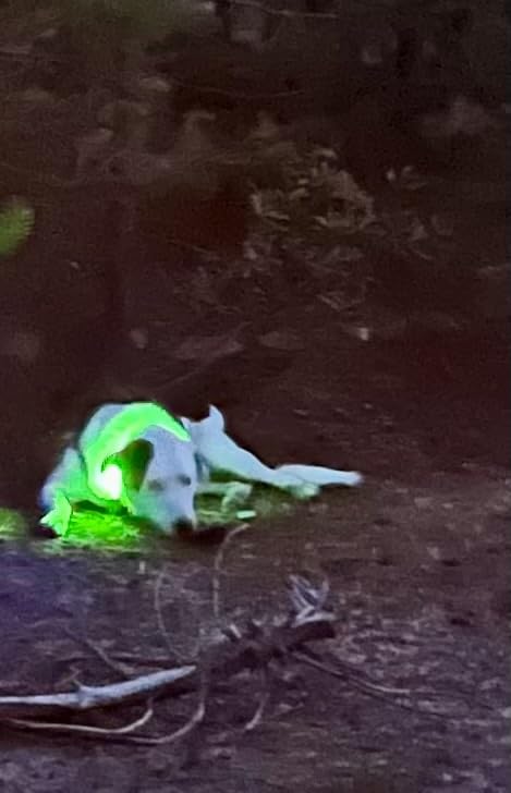 Flashseen LED Dog Collar, Light Up Dog Collar USB Rechargeable, Green, M | Super Bright Lighted Dog Collar, Adjustable Breathable Mesh, Glow Collar for Dog Night Walking customer photo 1