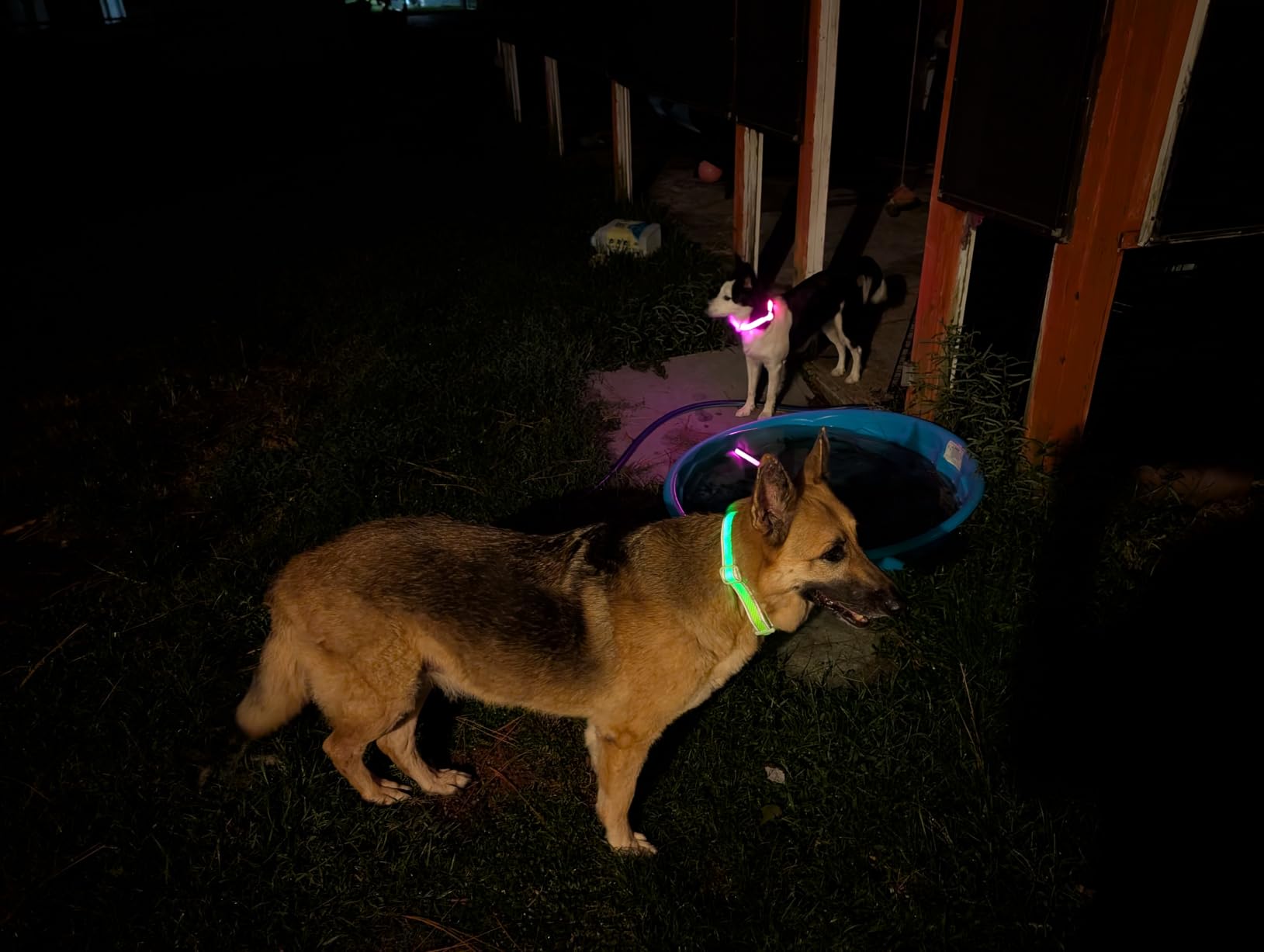 Flashseen LED Dog Collar, Light Up Dog Collar USB Rechargeable, Green, M | Super Bright Lighted Dog Collar, Adjustable Breathable Mesh, Glow Collar for Dog Night Walking customer photo 2