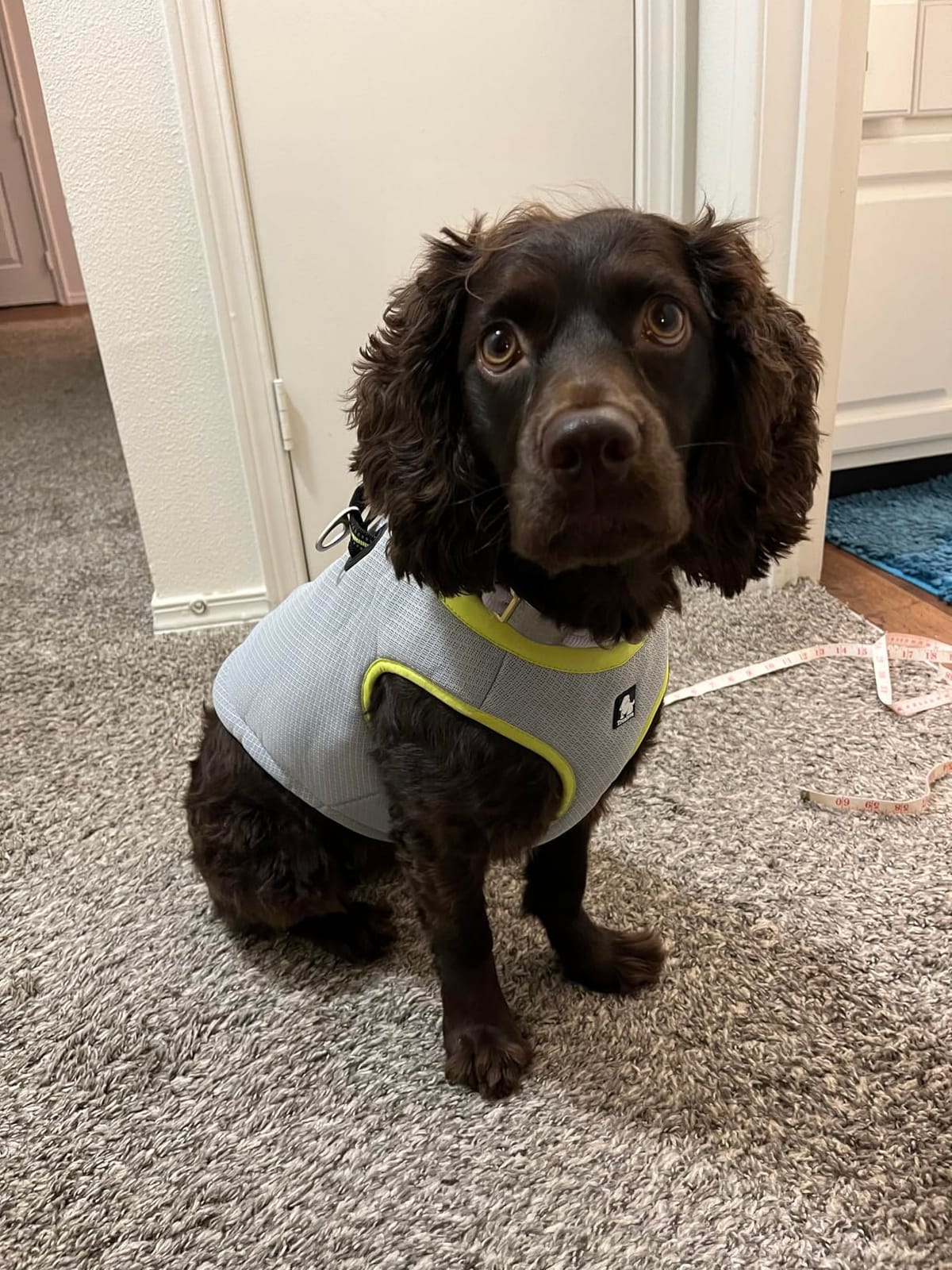 JUXZH Dog Cooling Vest, Evaporative Cooling Jacket Green, Small | Adjustable Reflective Lightweight Pet Vest with D-Ring for Summer customer photo 2