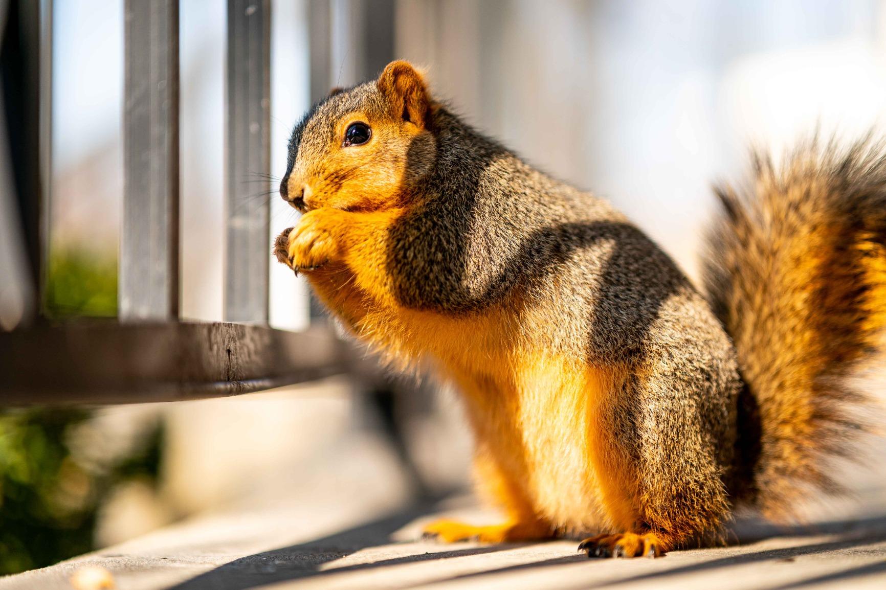 Samyang SYIO85AF 85mm F1.4 Auto Focus Telephoto Lens, Sony E (FE) customer photo 2
