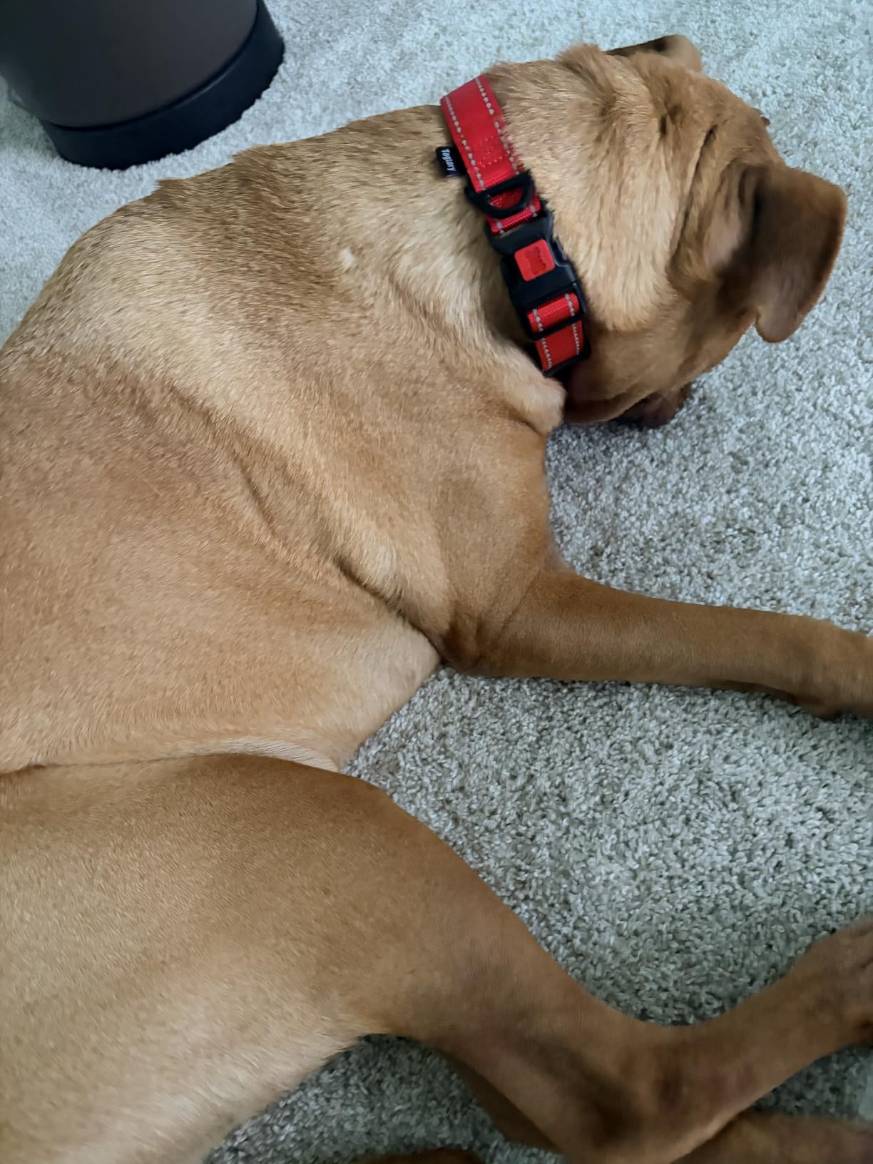 Taglory Reflective Large Dog Collar, Comfortable for Safe Night Walks, Red | Soft Neck Cushioning, Adjustable 16-24 in, Sturdy Webbing Withstands Strong Pullers, Zinc Alloy D-Ring for Leash and ID Tags customer photo 2
