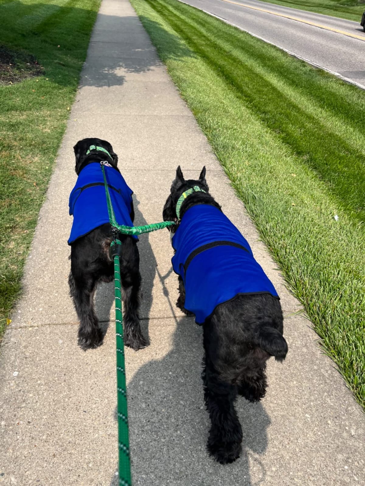 Dog Cooling Vest, Lightweight Cooling Shirt, Dark Blue, L | Soft breathable microfibre, evaporative cooling, UV protection, flexible fit, gentle lightweight comfort customer photo 1