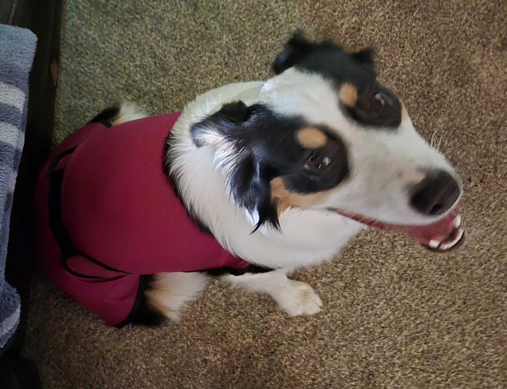 Dog Cooling Vest, Lightweight Cooling Shirt, Dark Blue, L | Soft breathable microfibre, evaporative cooling, UV protection, flexible fit, gentle lightweight comfort customer photo 2