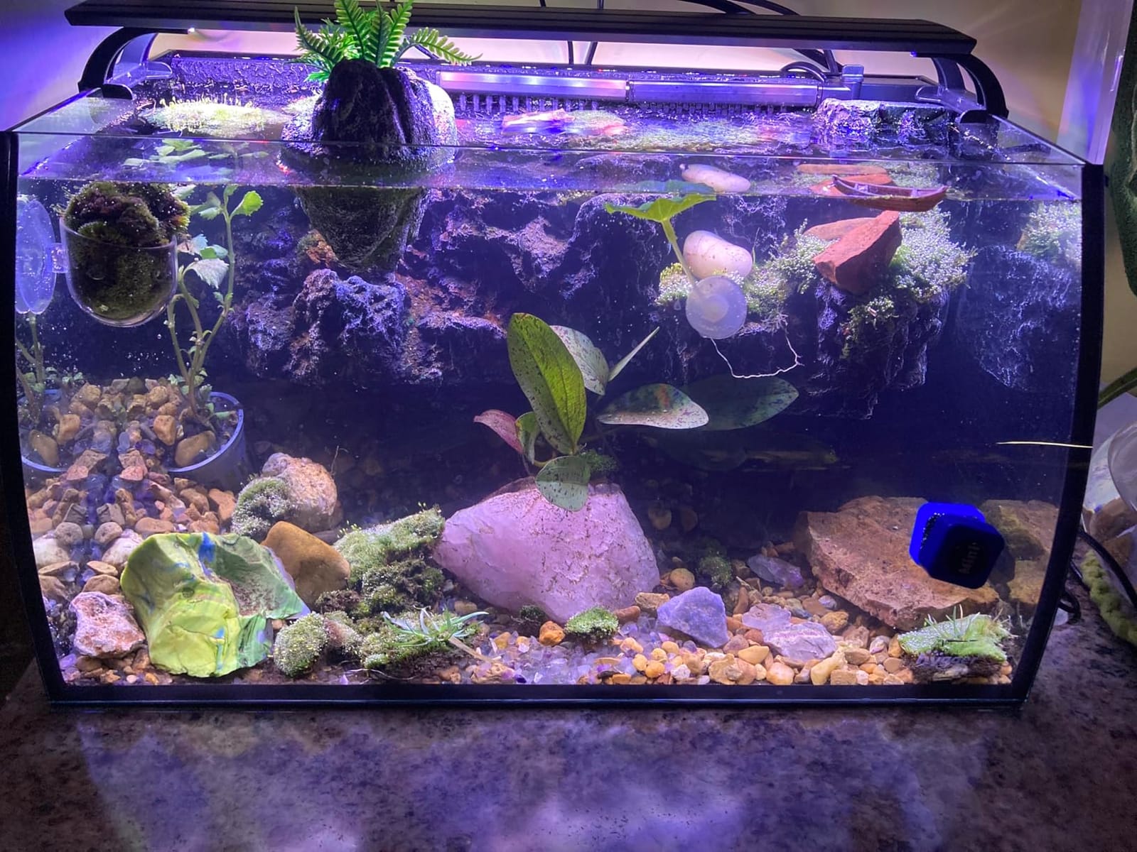 hygger Horizon 8 Gallon LED Glass Aquarium Kit for Starters with 7W Power Filter Pump, 18W Colored LED Light, Wide View Curved Shape Fish Tank with Undetachable 3D Rockery Background Decor customer photo 1