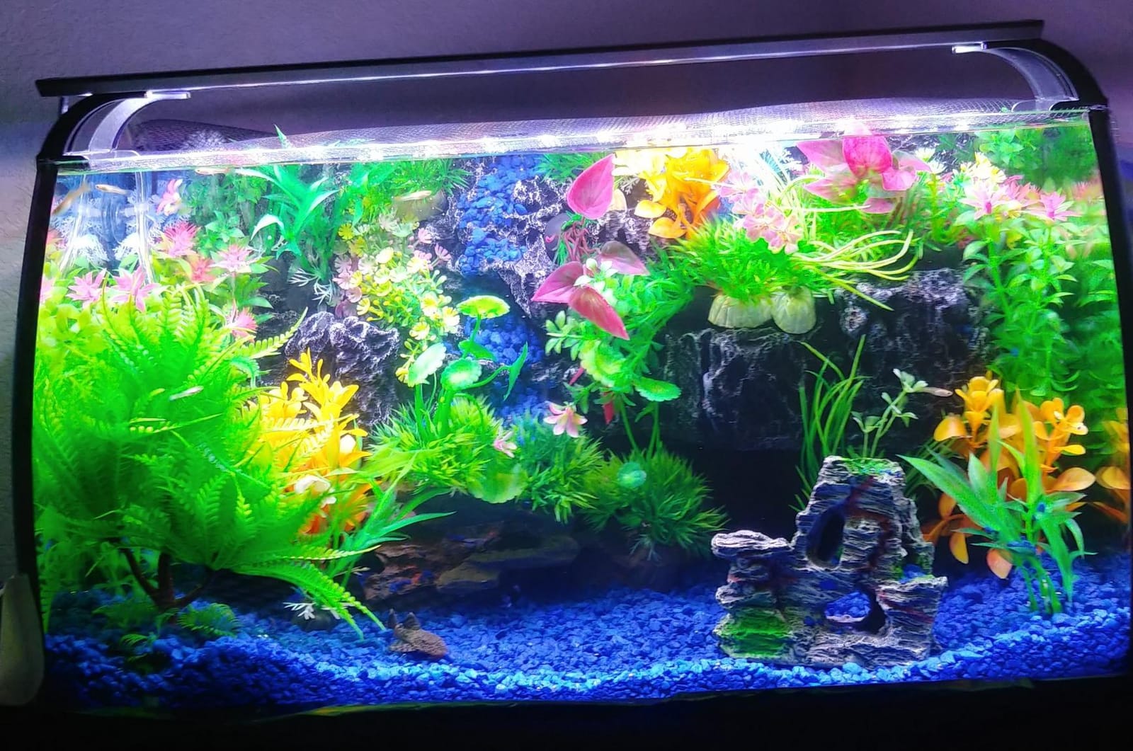 hygger Horizon 8 Gallon LED Glass Aquarium Kit for Starters with 7W Power Filter Pump, 18W Colored LED Light, Wide View Curved Shape Fish Tank with Undetachable 3D Rockery Background Decor customer photo 2