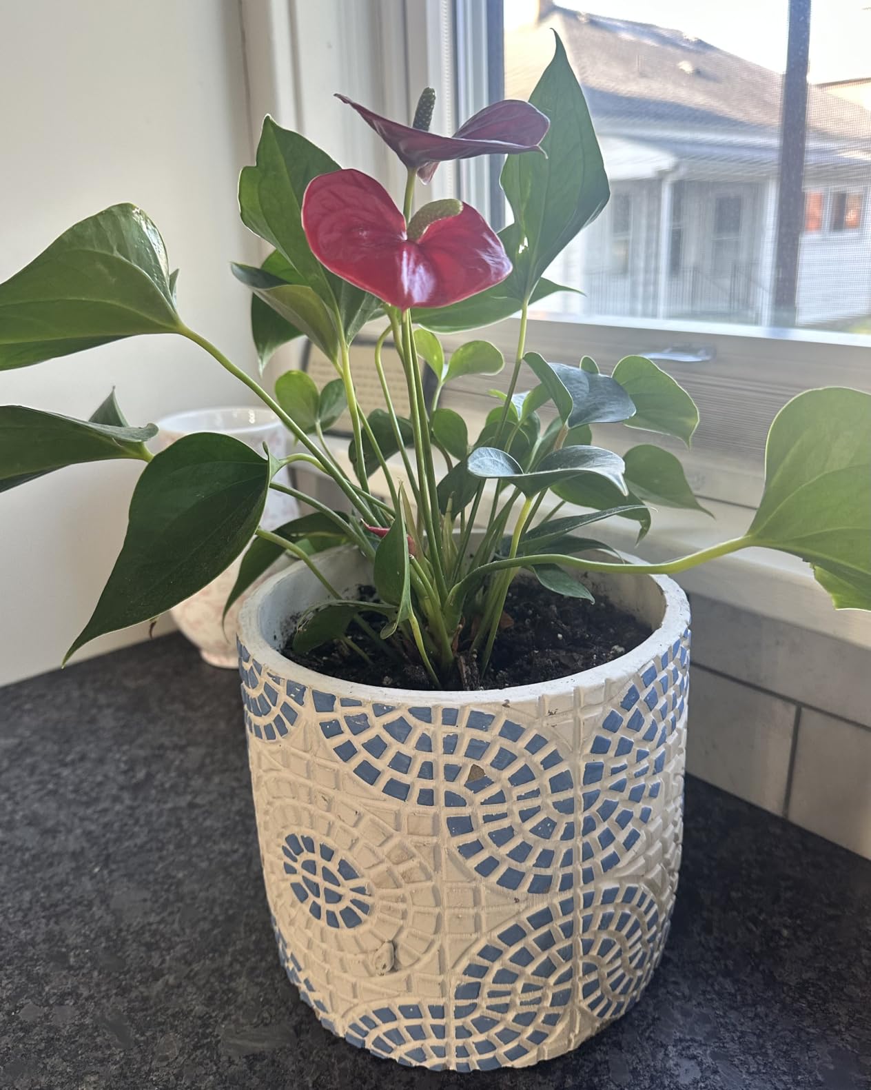 Gouevn Soil Moisture Meter for Plants, Plant Water Meter Indoor Outdoor | No Battery Required, Instant Moisture Check, Soil Tester, Plant Moisture Meter, Houseplants, Potted Plants, Garden, Plant Care customer photo 2