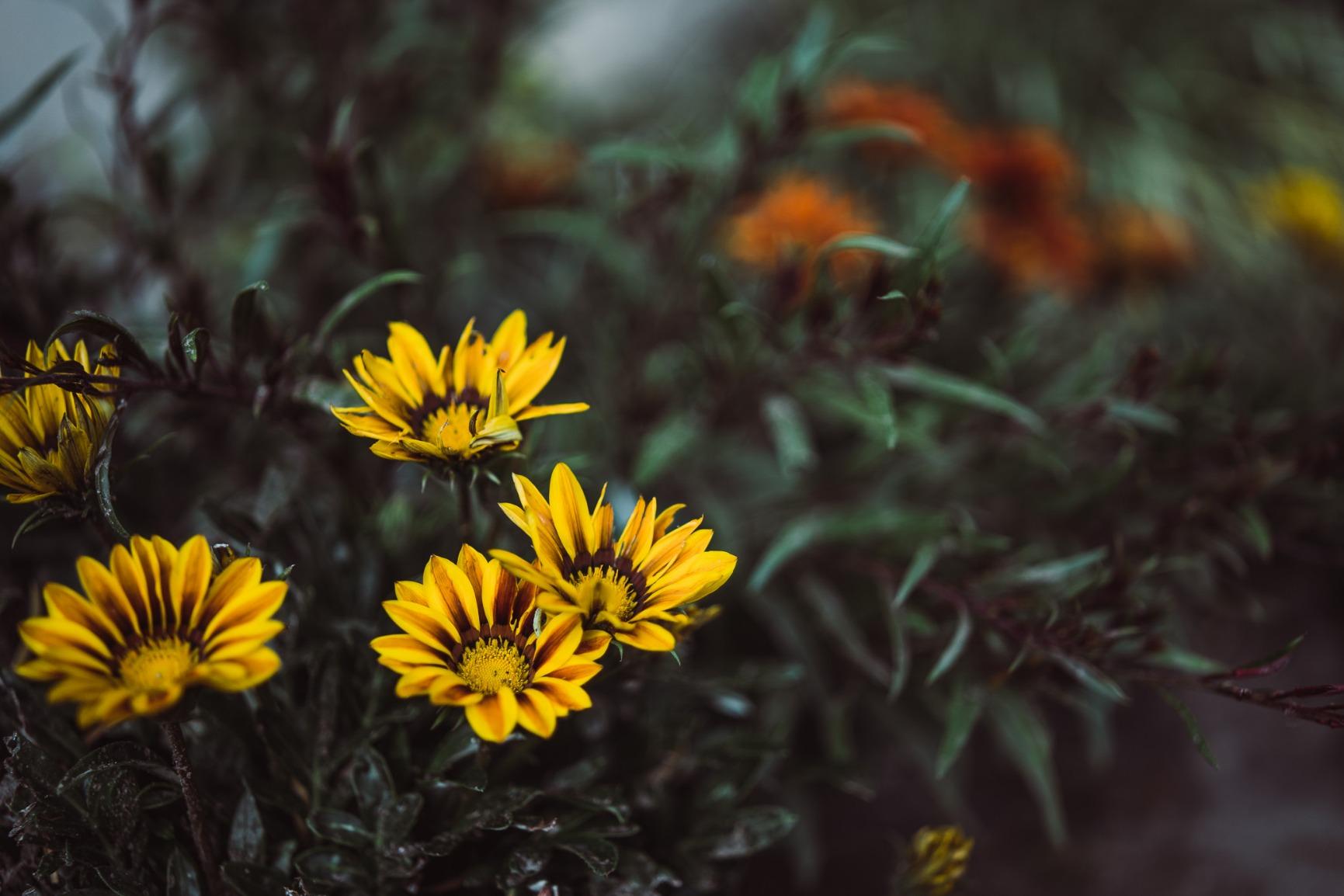 Samyang SYIO45AF 45mm F1.8 Auto Focus Compact Lens, Sony E-Mount customer photo 2