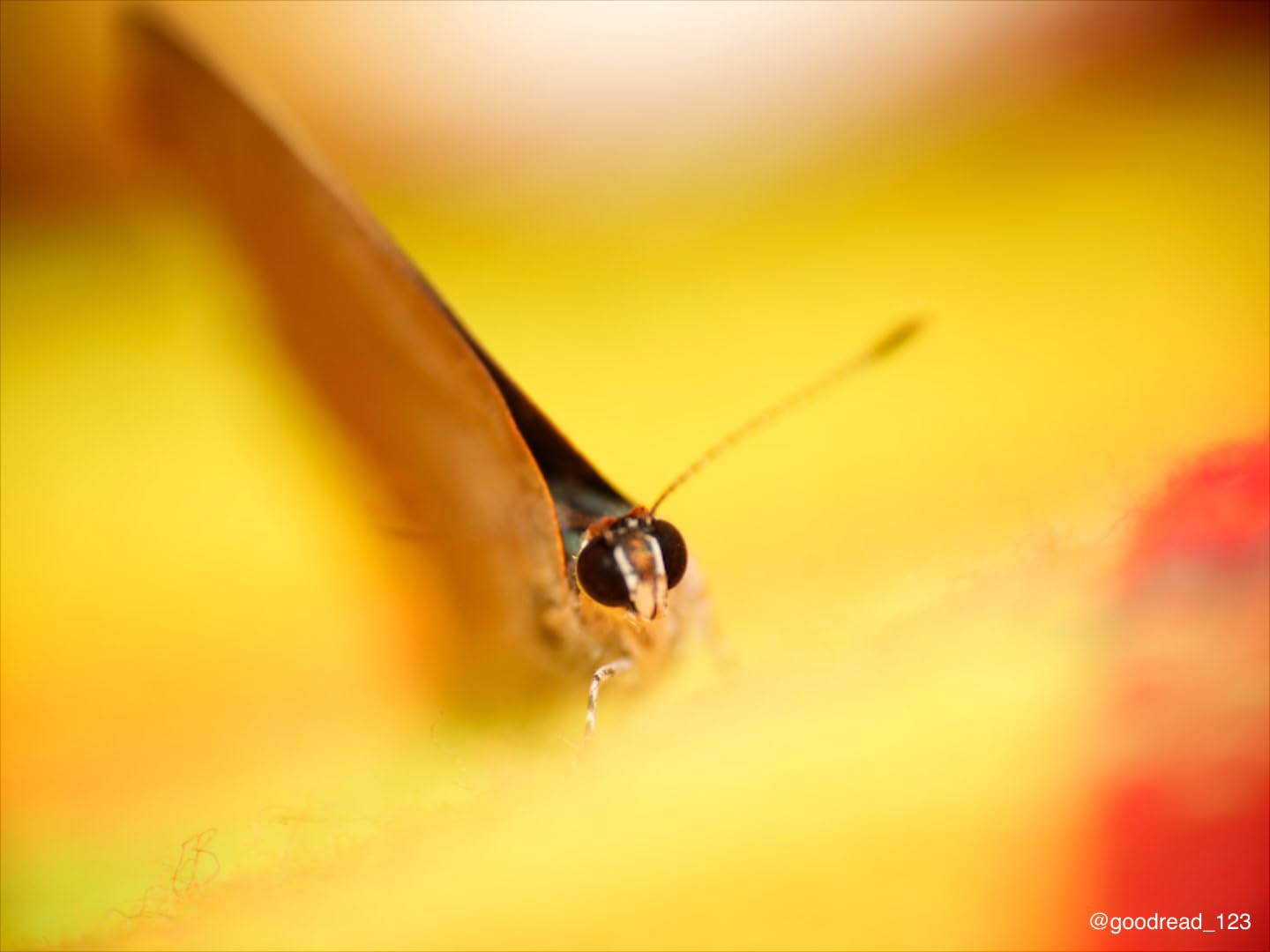 Venus Laowa 100mm f/2.8 2X Ultra Macro APO SLR Macro Lens (Black) Full Frame - for Sony E customer photo 1