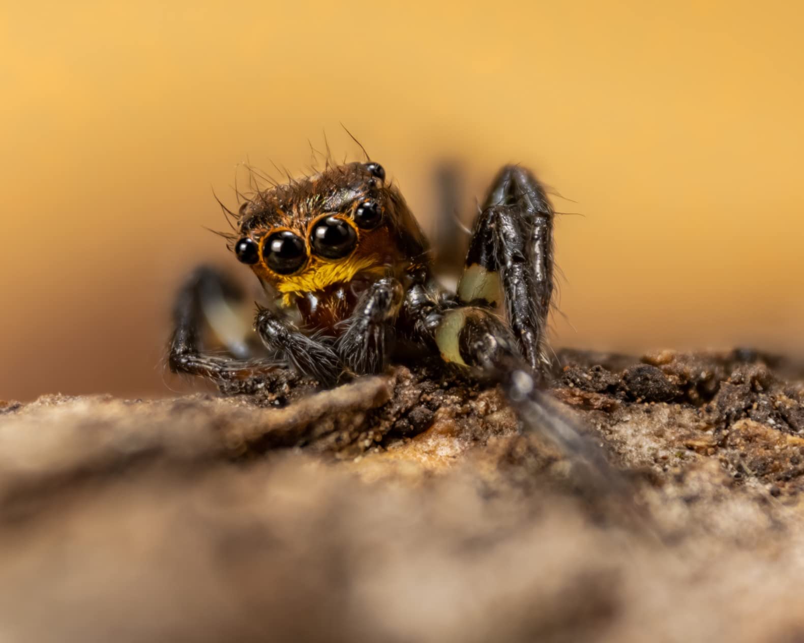 Venus Laowa 100mm f/2.8 2X Ultra Macro APO SLR Macro Lens (Black) Full Frame - for Sony E customer photo 2
