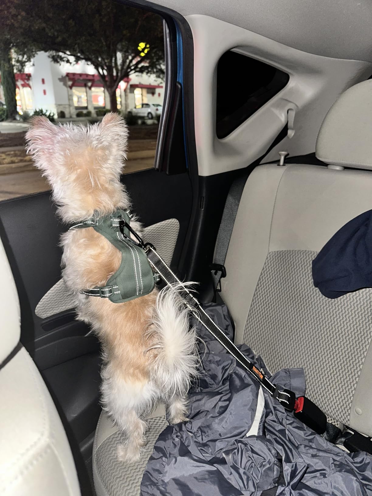Mighty Paw Dog Seat Belt for Car, Heavy-Duty Aviation Aluminum Carabiner | 850 Lbs Force Rated, Nylon Webbing, Swivel Clip, 16-26 In Adjustable customer photo 1