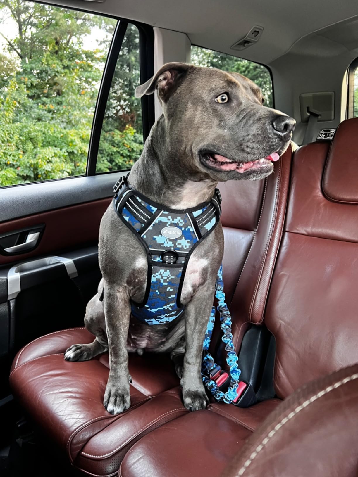 AUROTH Bungee Dog Leash for Large Dogs, No Pull for Shock Absorption customer photo 1
