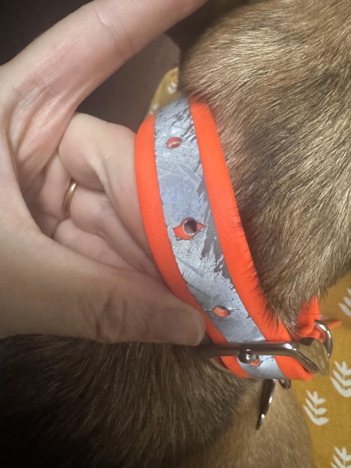 Regal Dog Products Reflective Dog Collar, Durable Metal, Large Orange | Waterproof Biothane, Reflective Safety Strip, Durable Metal Buckle & D-Ring, Chew Proof, Adjustable Fit customer photo 1
