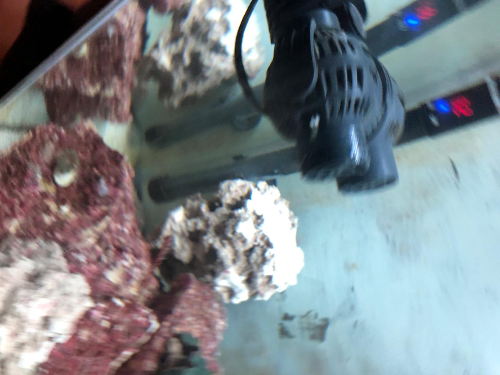 FREESEA Magnetic Wave Maker for Aquarium: 1s Snap on 15mm Glass & Dry-Hand Relocation - Dual 180°Adjustable Heads Eliminate Dead Spots Improve Water Quality for 55-125 Gallon Fish Tank customer photo 1