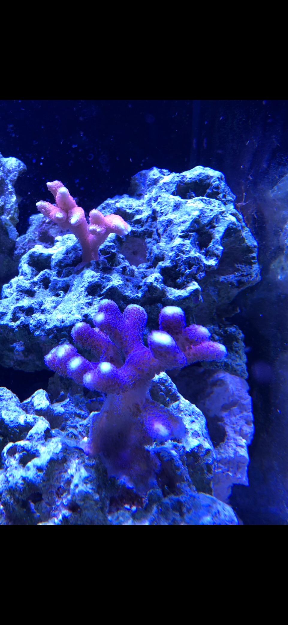 AquaIllumination Hydra 32 LED Aquarium Light - Full Spectrum for Coral Growth customer photo 1