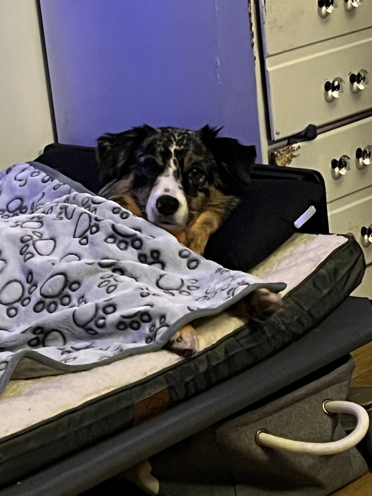 Bedsure XL Dog Bed, Extra Large Pet Bed with Comfy Sherpa, 44x32in Grey | Orthopedic Egg Crate Foam, Comfort Support Flat Rectangle Pet Mat, Non-Slip Bottom, Removable Cover, For Extra Pet Up to 80 lbs customer photo 1