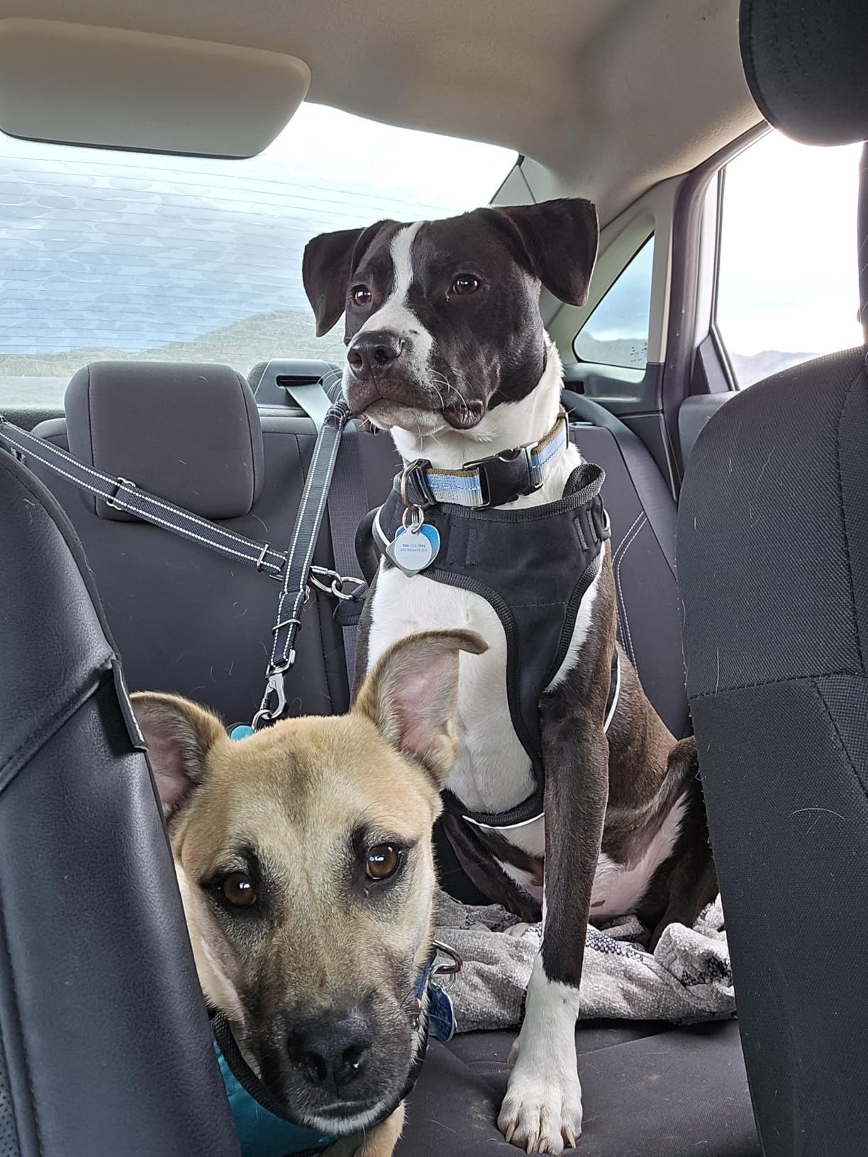 Dog Seat Belt 3-in-1 Car Harness for Dogs Adjustable Safety Seatbelt for Car Nylon Reflective Bungee Fabric Dog Car Harness with Clip Hook Latch & Buckle, Swivel Zinc Alloy Carabiner (Black) customer photo 1