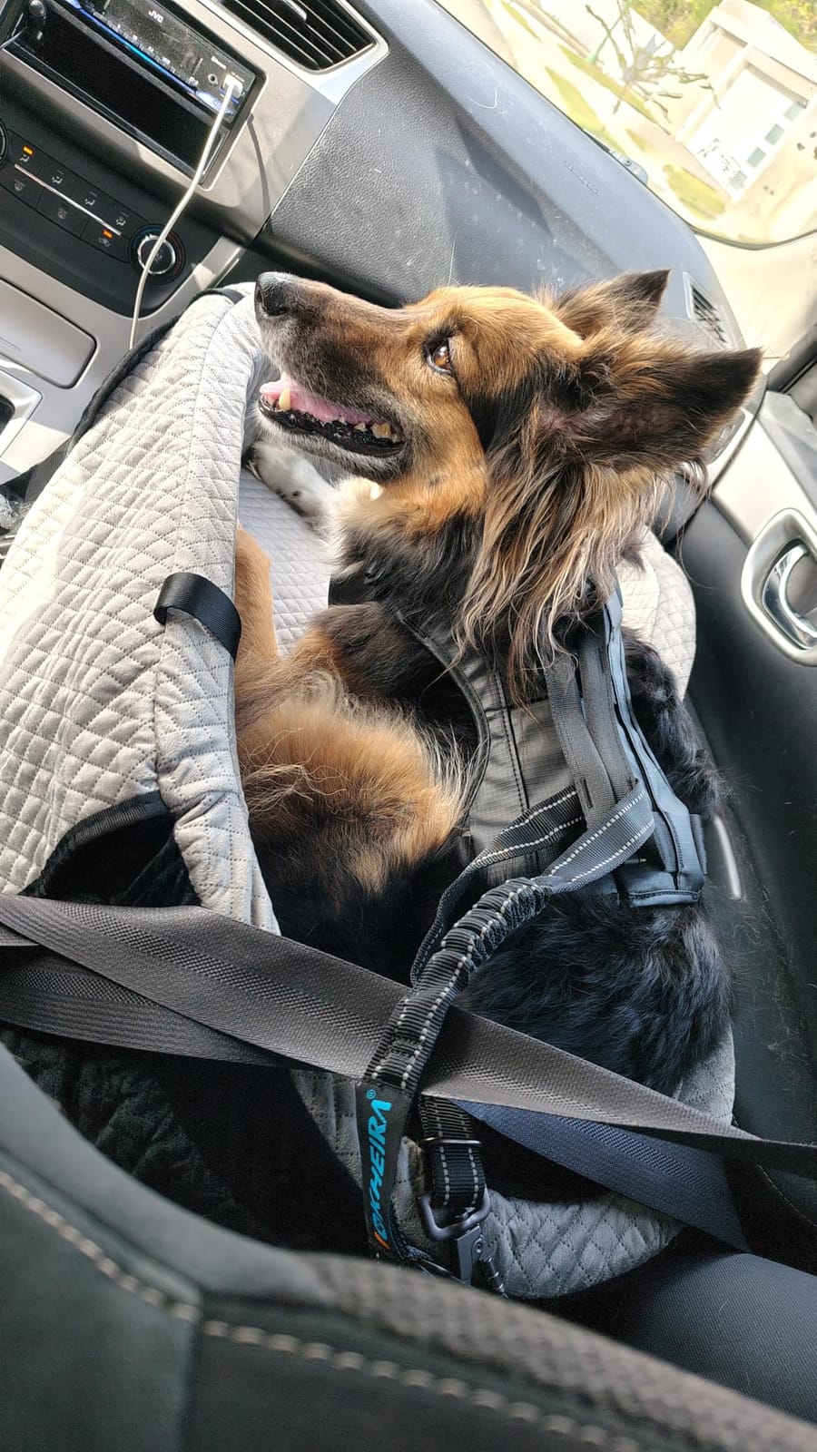 Dog Seat Belt 3-in-1 Car Harness for Dogs Adjustable Safety Seatbelt for Car Nylon Reflective Bungee Fabric Dog Car Harness with Clip Hook Latch & Buckle, Swivel Zinc Alloy Carabiner (Black) customer photo 2