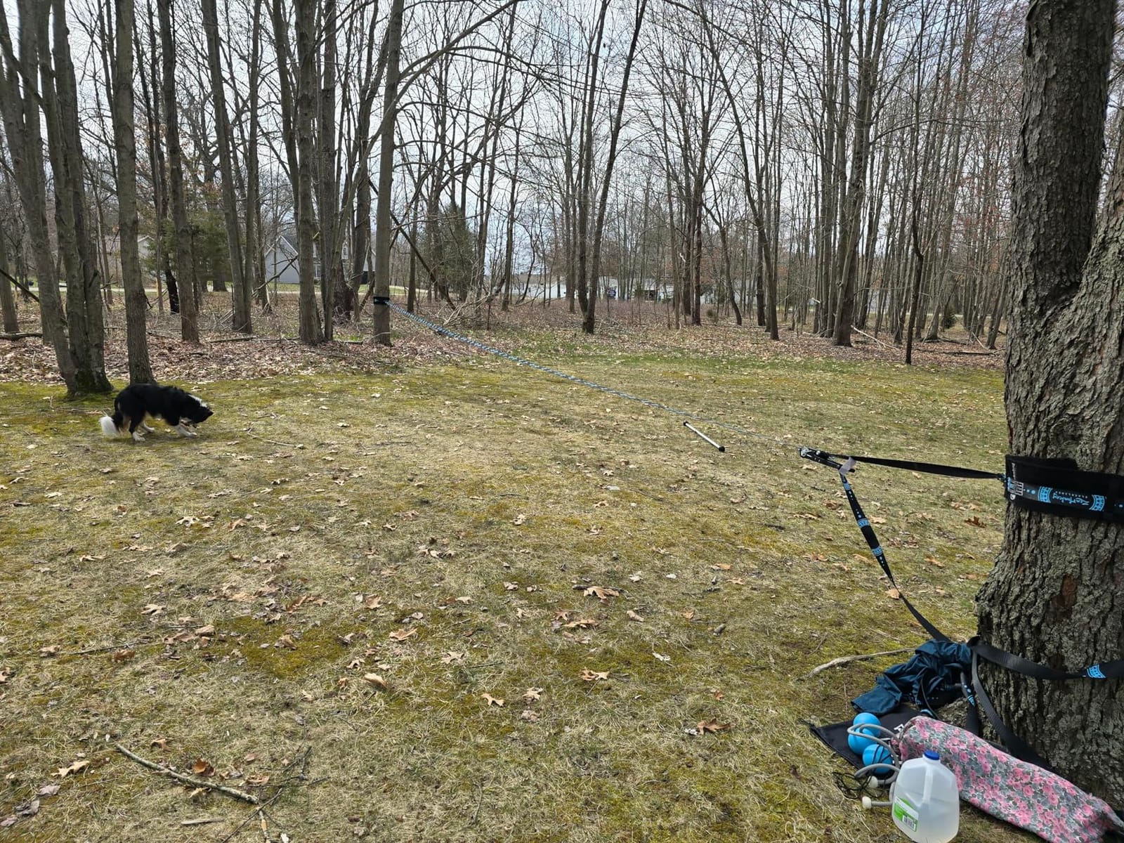 ZenMonkey Infinity Slackline Kit - 100 Foot Longline Slackline with Ergo Ratchet, Tree Protectors, Cloth Carry Bag and Instructions - Easy Setup for The Family, Kids and Adults customer photo 1