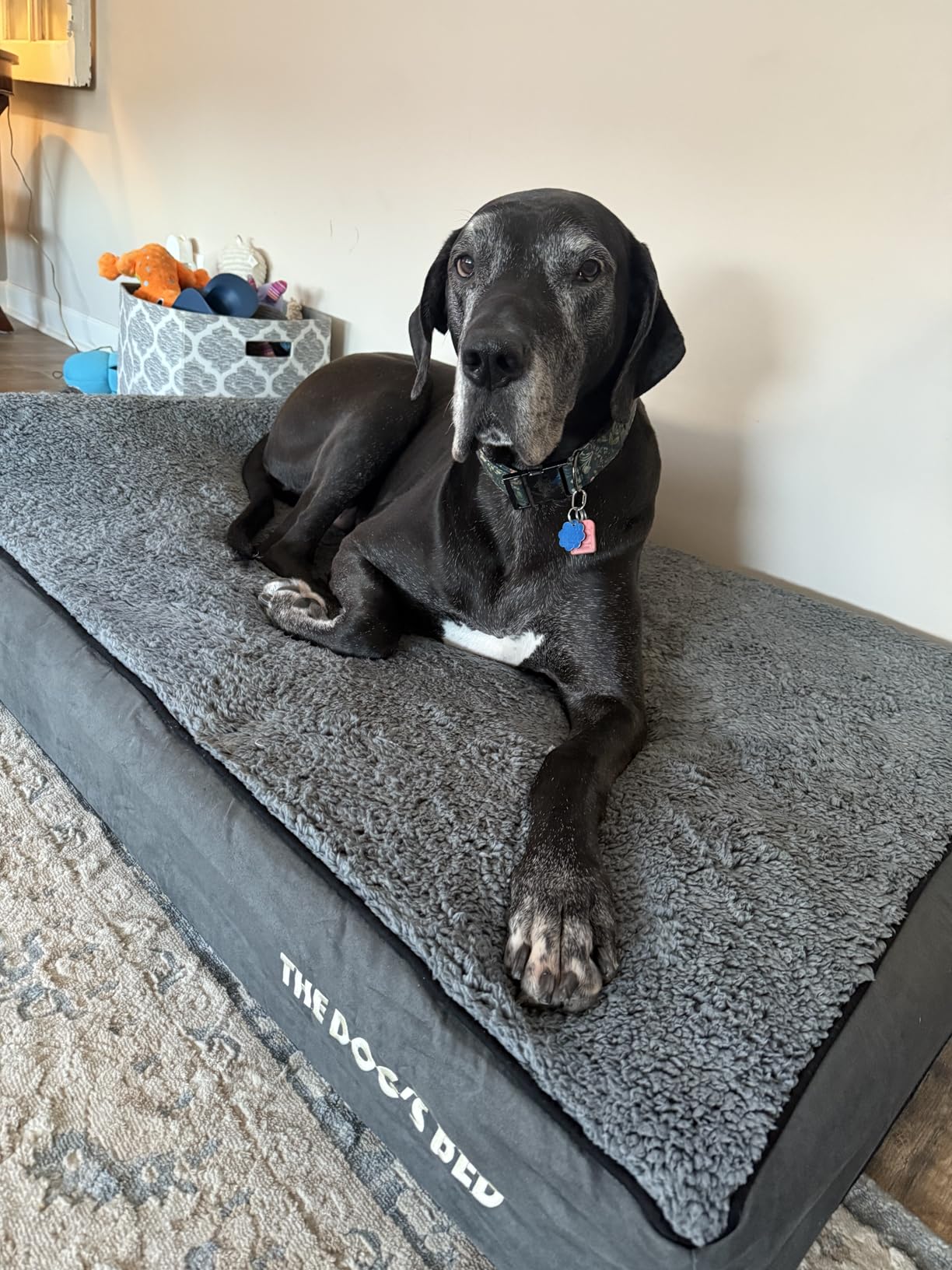 The Dog's Bed Orthopedic Memory Foam Dog Bed with Headrest XXL, 6-Inch | High Density Support Mattress, Removable Washable Cover CertiPUR-Certified Foam, Plush Fabric, Grey customer photo 2