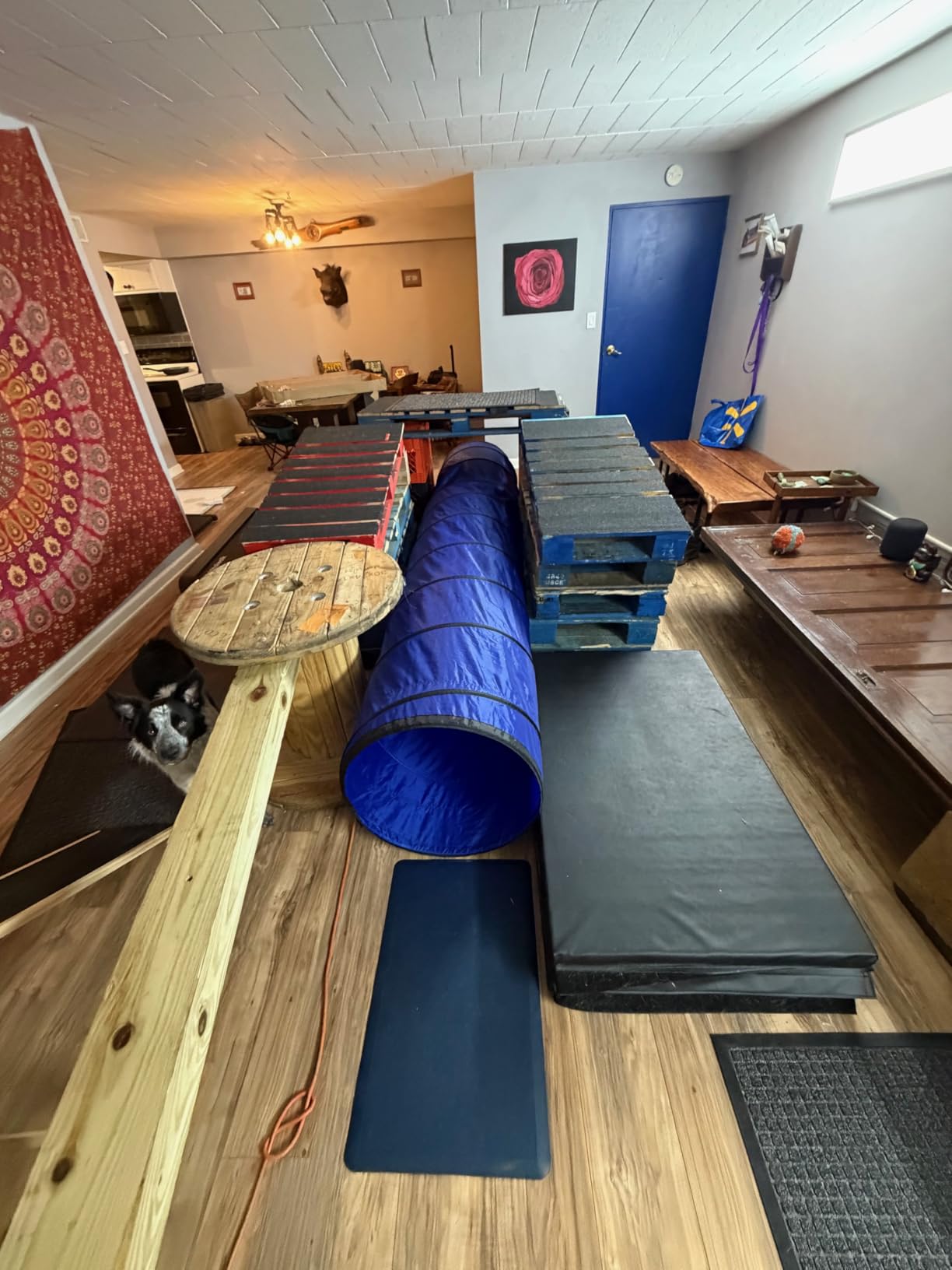 Better Sporting Dogs 10 Foot Dog Agility Tunnel | Includes Sandbags, Dog Agility Equipment, Dog Agility Training customer photo 1