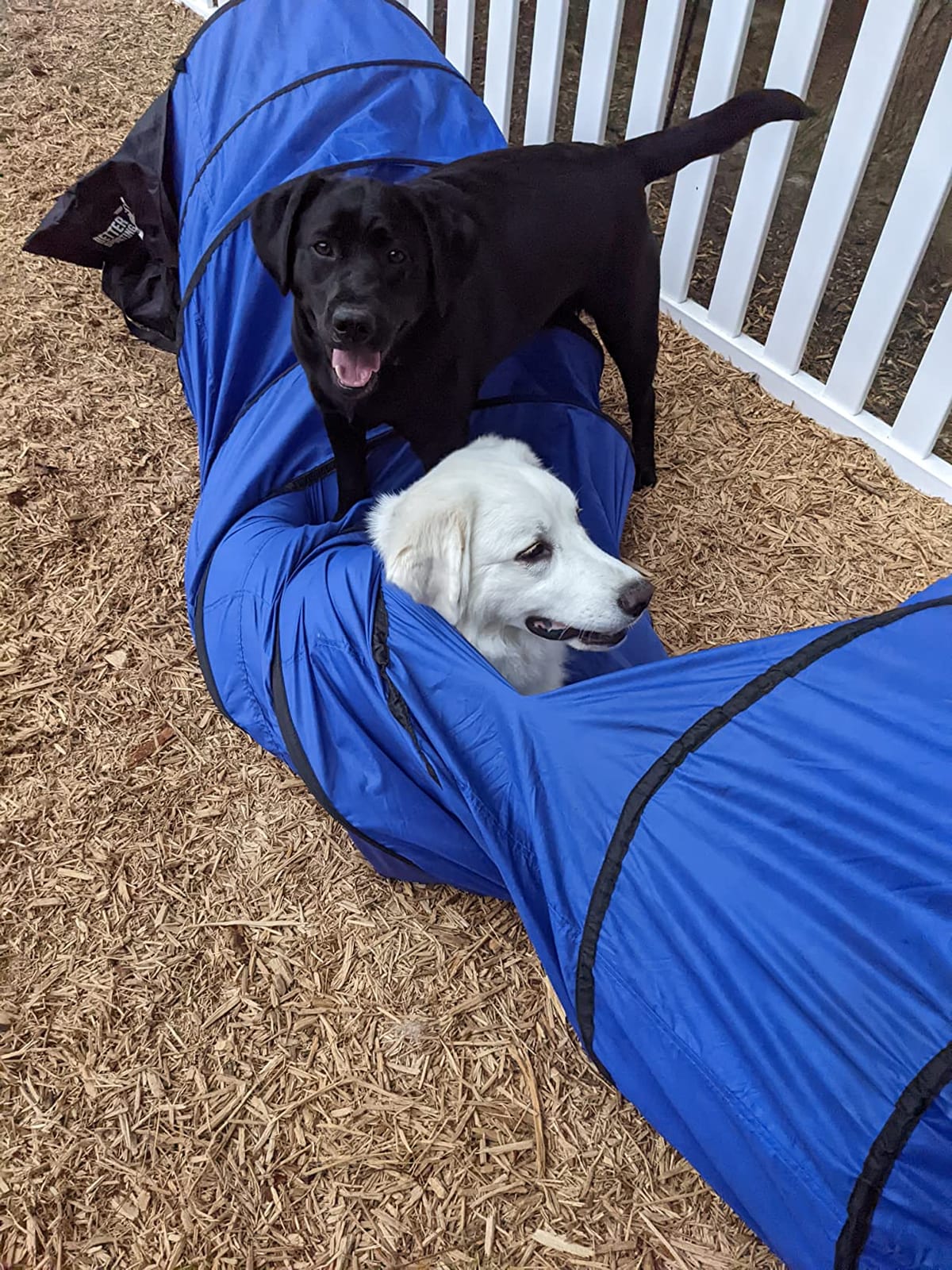 Better Sporting Dogs 10 Foot Dog Agility Tunnel | Includes Sandbags, Dog Agility Equipment, Dog Agility Training customer photo 2