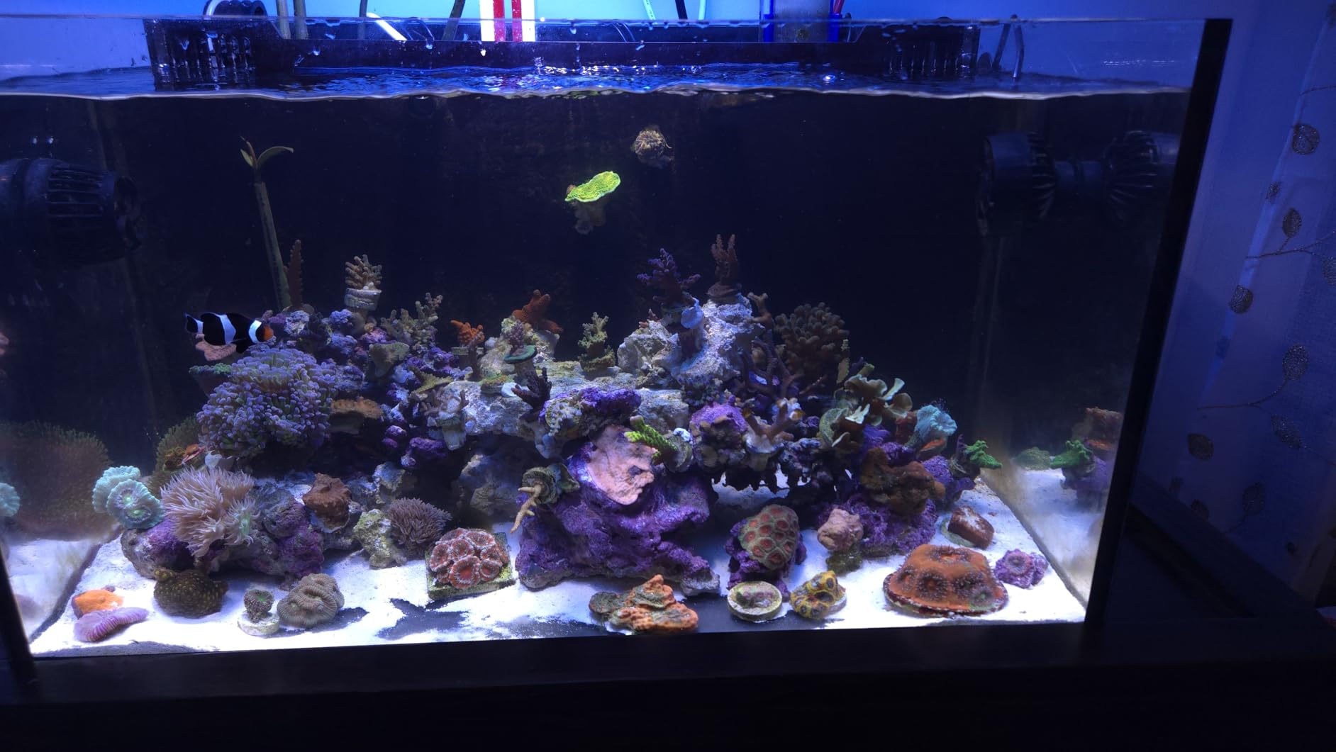 Jebao SLW Wave Maker Flow Pump with Controller for Marine Reef Aquarium (SLW-10, 1065 GPH) customer photo 1