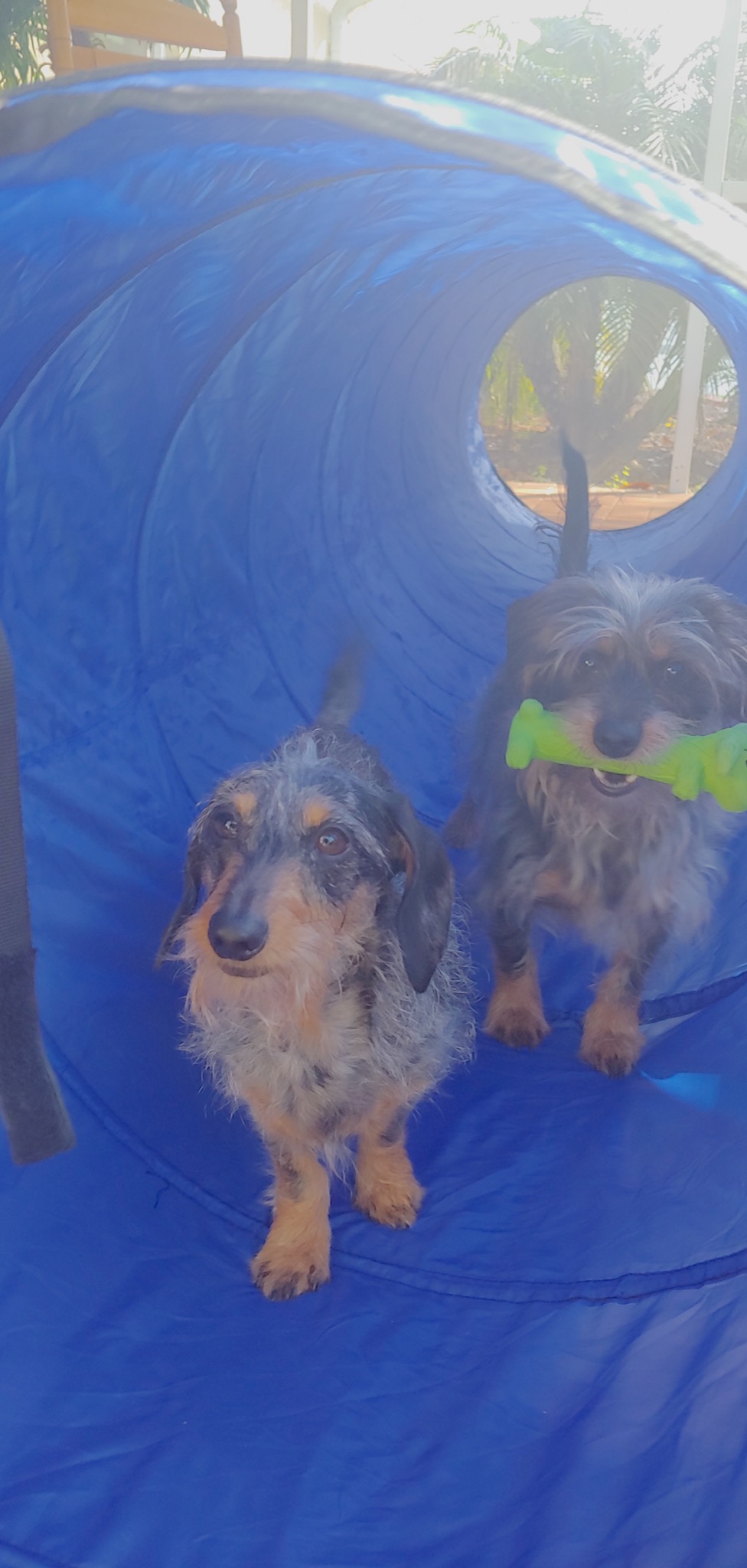 Better Sporting Dogs Agility Course Backyard Set - 7pc | Indoor and Outdoor, 3 Jumps, 2 Tunnels with Sandbags, Weave Poles, Dog Agility Training Equipment customer photo 2