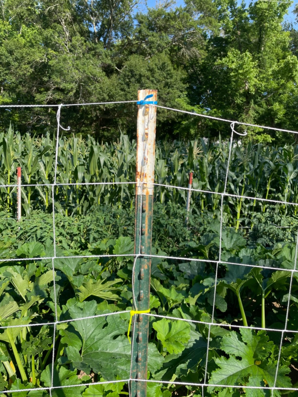 Toolazy Trellis Netting 5 x 350 ft - Heavy Duty Nylon Garden Netting with 6 Inch Mesh, Soft Plant Support Net for Tomatoes, Cucumbers, Peas, Vine Climbing Vegetables, Indoor Outdoor Greenhouse customer photo 1