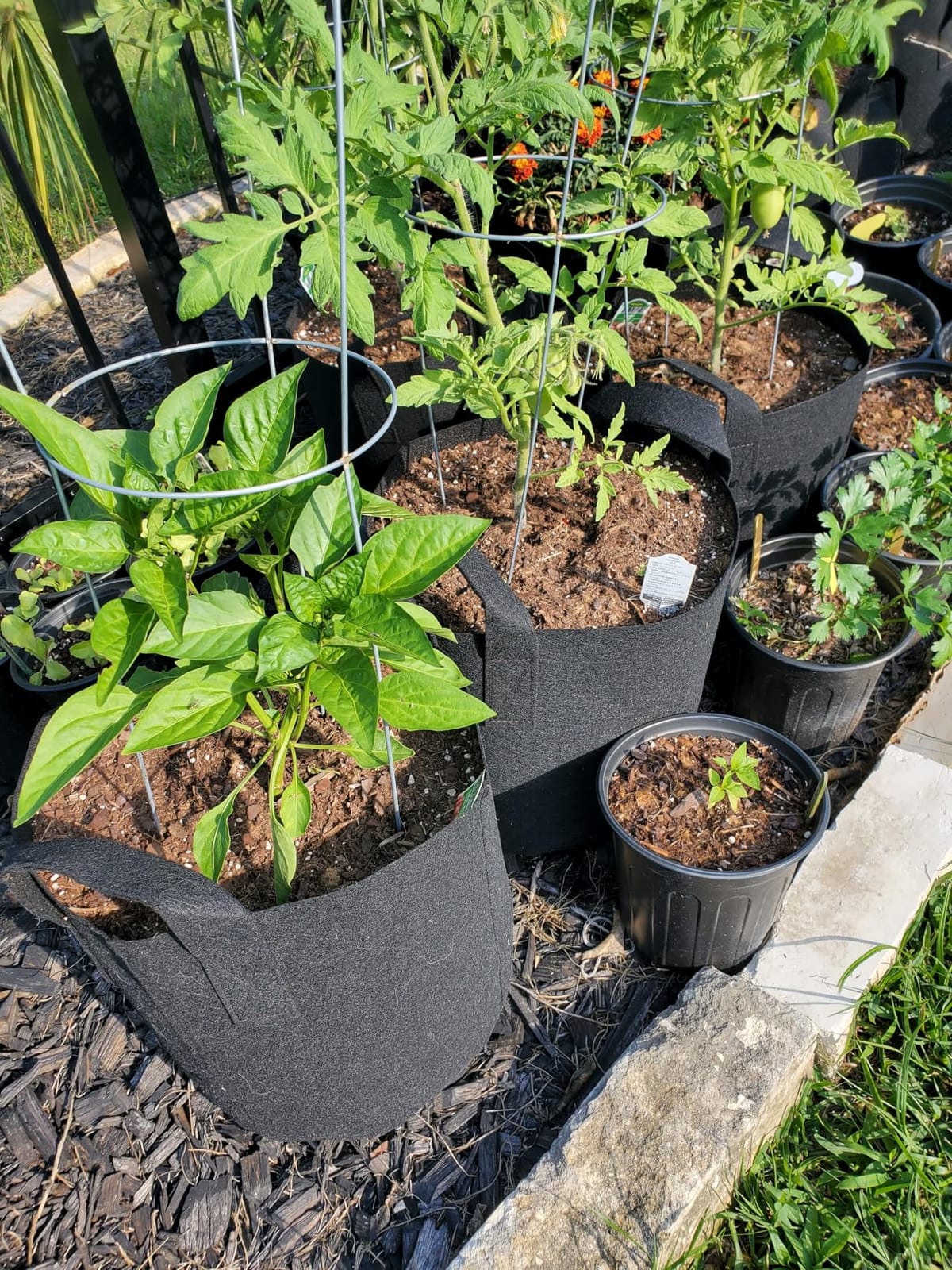 JERIA 12-Pack 10 Gallon Grow Bags, 300G Thickened Nonwoven Garden Pots, Heavy Duty Fabric Pots with Reinforced Handles customer photo 1