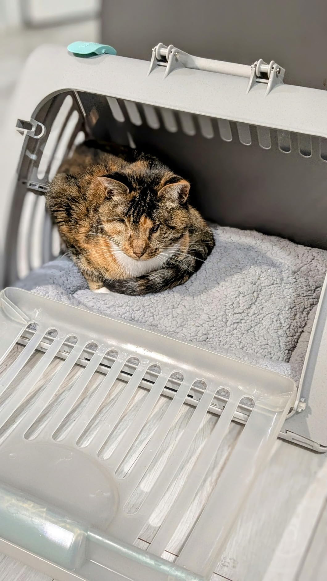 SportPet Large Hard-Sided Travel Cat Carrier - Cat Carrier with Patented Wide Side-Opening Door, Foldable Portable Pet Carrier with Removable Bed for Cats & Small Pets up to 25lbs - Gray customer photo 2