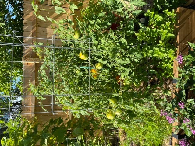 Happy Trees Large Heavy Duty Folding Tomato Cages, 3-Pack, Made in USA | Support Trellis for Climbing Vegetables and Plants, 18