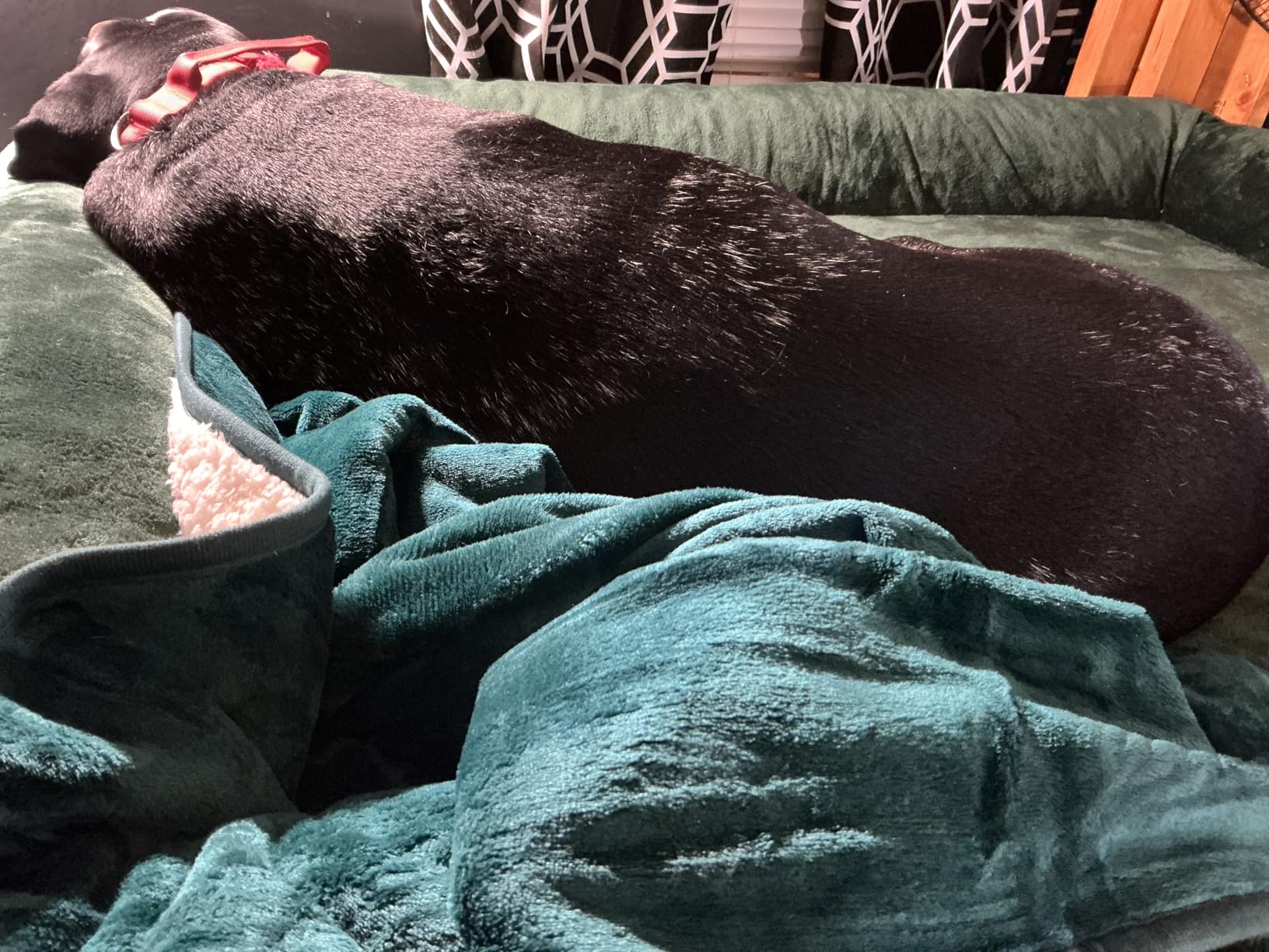 Bedsure Waterproof Dog Blankets for Small Dogs Soft Cat Blanket Warm, 25X35 | Washable Plush Sherpa Fleece Puppy Blanket for Couch Protector, Reversible Cozy Calming Throw for Pet Indoor, Grey customer photo 2