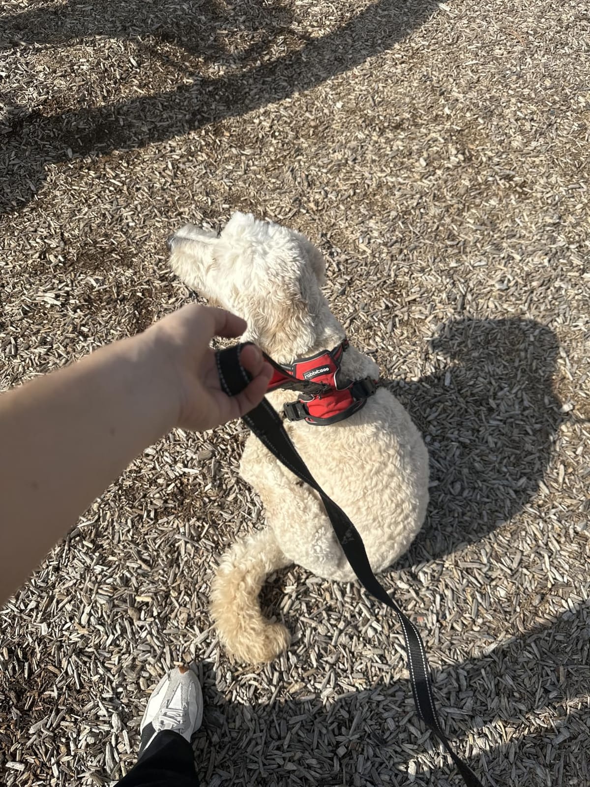 Heavy Duty Dog Leash - 2 Handles by Padded Traffic Handle for Extra Control, 6foot Long - Perfect for Medium to Large Dogs (6 ft, Black) customer photo 1