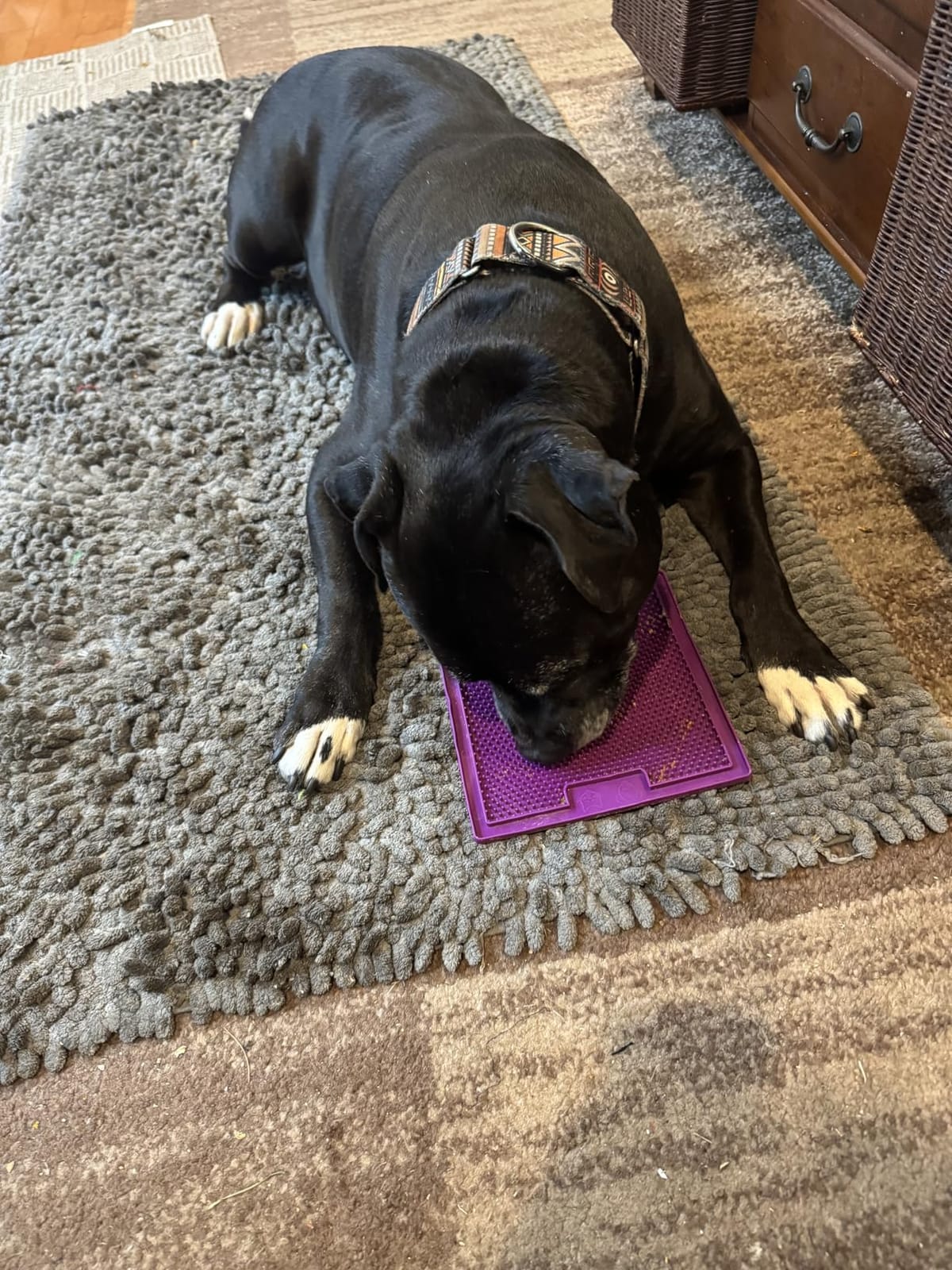 LickiMat Classic Buddy Slow Feeder for Dogs Lick Mat Boredom Anxiety Reducer Perfect for Food Treats Yogurt Liquid Food Peanut Butter Fun Alternative to a Slow Feed Dog Bowl, Green customer photo 2