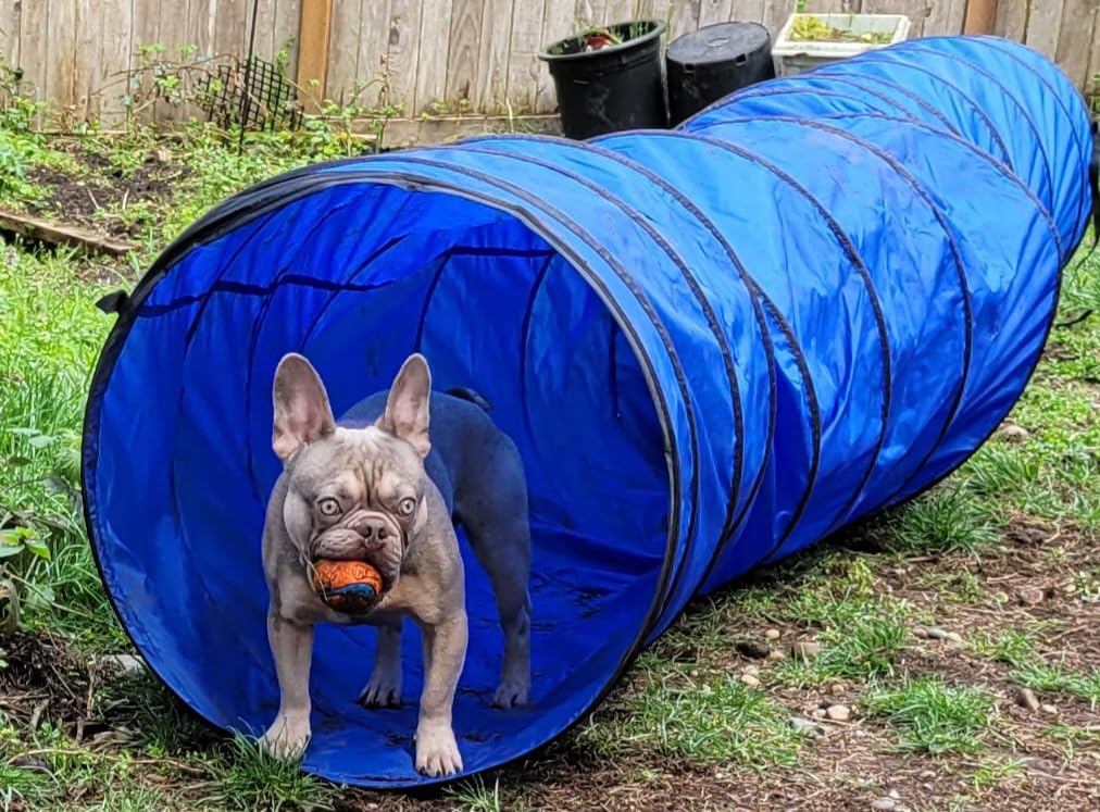 Better Sporting Dogs 16 Foot Dog Agility Tunnel | Includes Sandbags, Dog Agility Equipment, Dog Agility Training customer photo 1