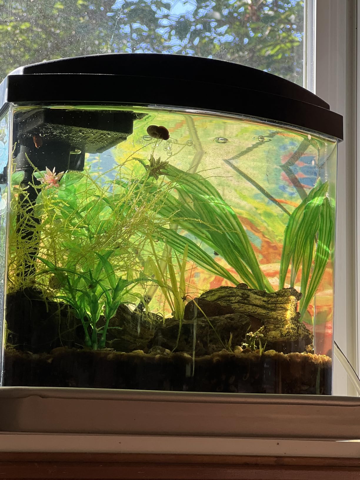 Aqueon MiniBow Small Aquarium Starter Kit, All-in-One Desktop Fish Tank for Betta, Shrimp or Small Fish, Includes SmartClean Filter Technology, LED Light and Conditioner, Black, 5 Gallon customer photo 2
