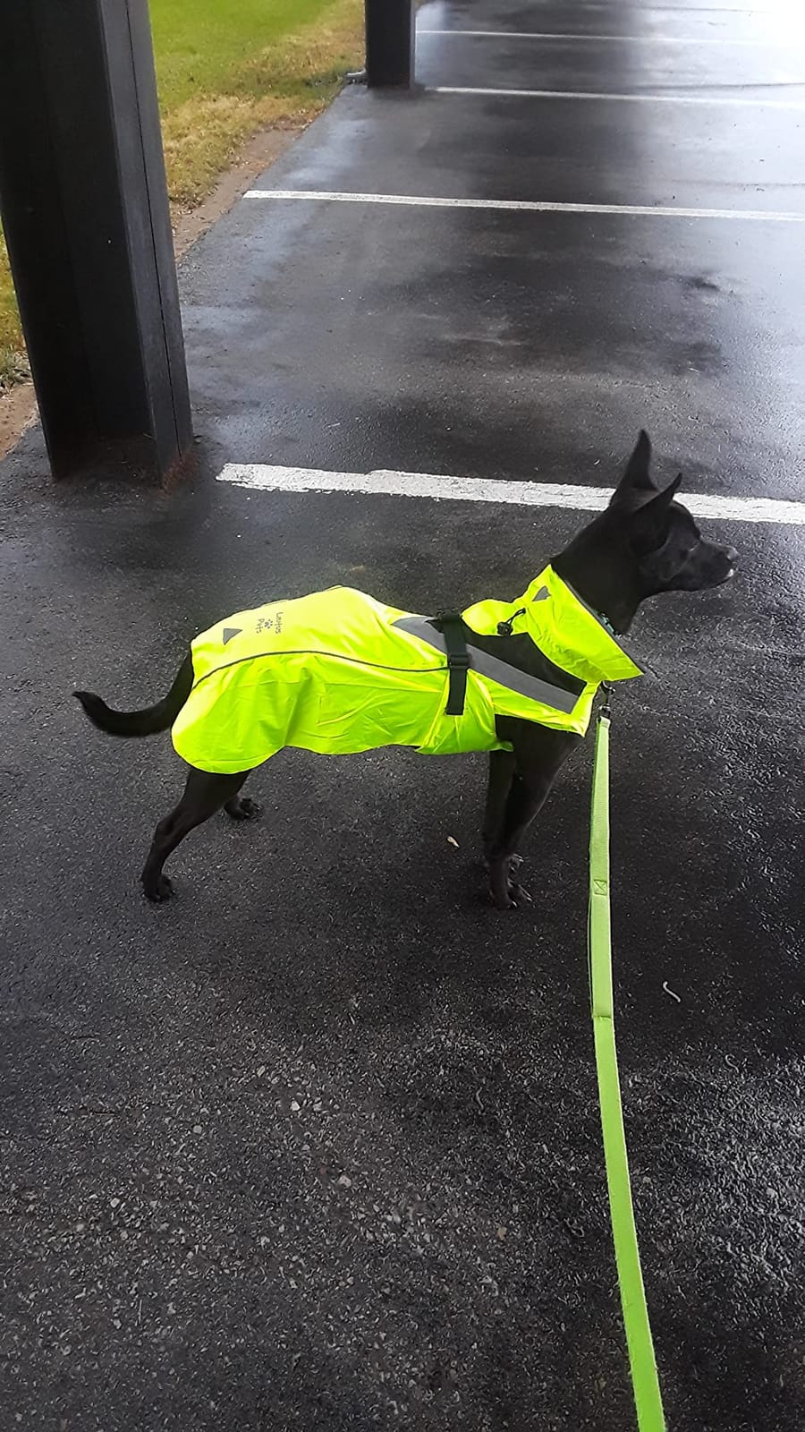 Waterproof Dog Rain Coat, Reflective Safety Strips & Leash Hole - Lightweight Adjustable Jacket for Medium Breeds - L, Yellow customer photo 1