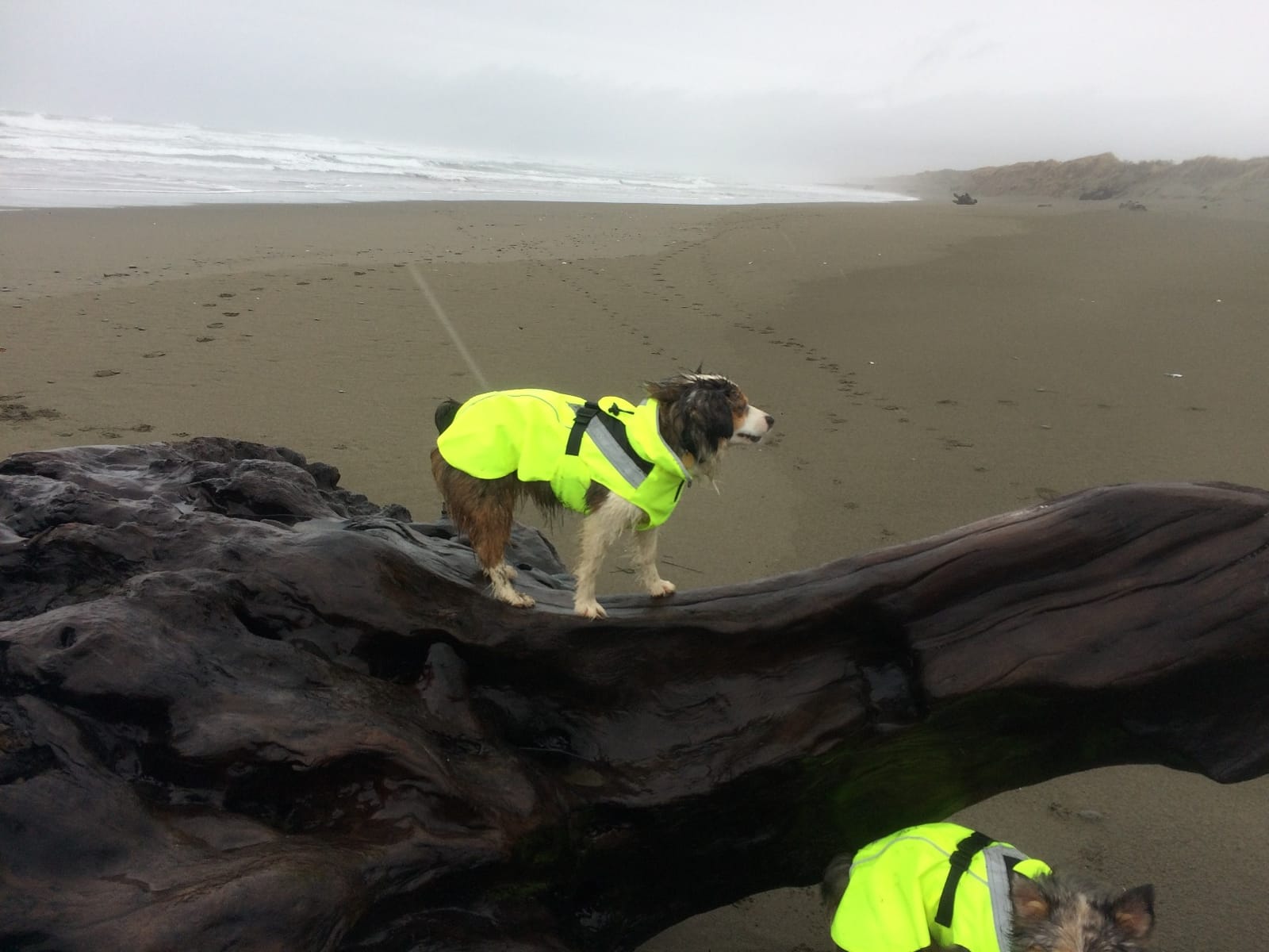 Waterproof Dog Rain Coat, Reflective Safety Strips & Leash Hole - Lightweight Adjustable Jacket for Medium Breeds - L, Yellow customer photo 2