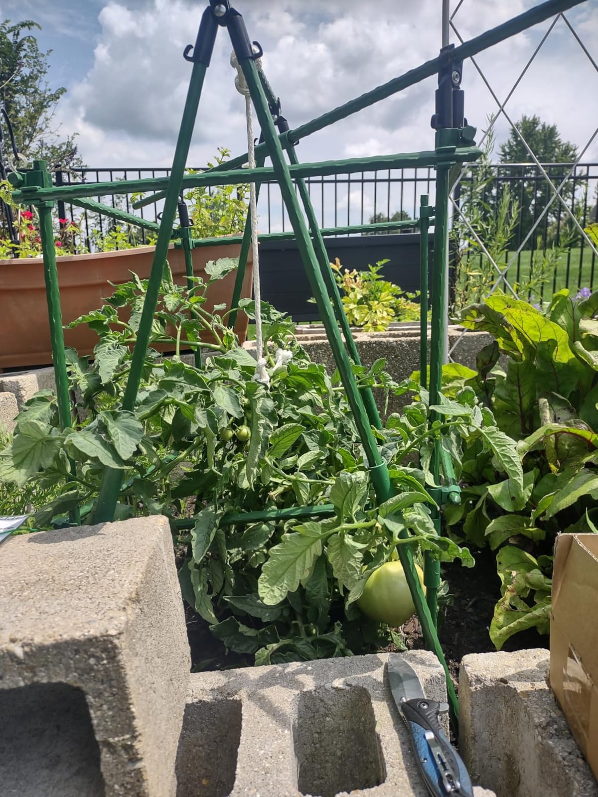 Garden Stakes 48 Inches Sturdy Green Plant Sticks 25 Pack, Metal Tomato Stakes Support, Yard Plant Support Cage for Potted Plants, Tomatoes, Trees, Cucumber, Fences, Beans (48 inch) customer photo 1
