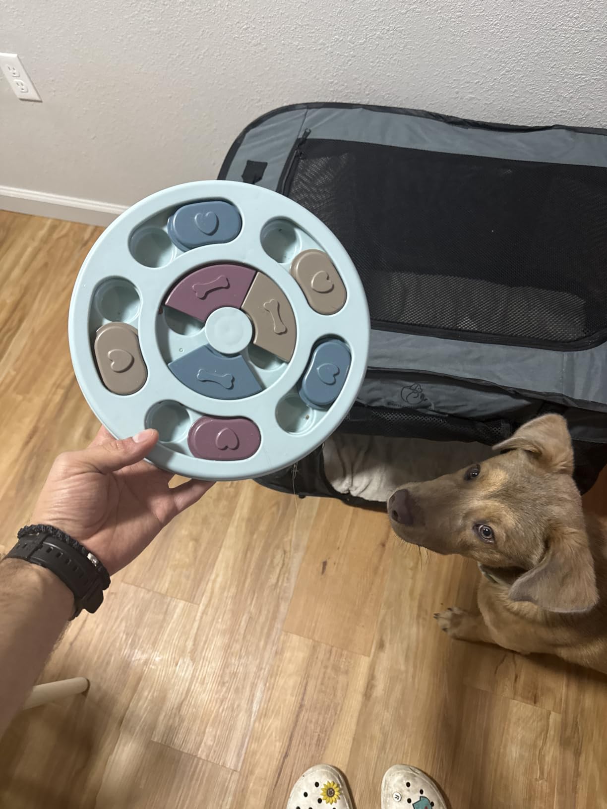 DR CATCH Dog Puzzle,Dogs Food Toys for IQ Training & Mental Enrichment,Dog Treat Puzzle(Blue) customer photo 2