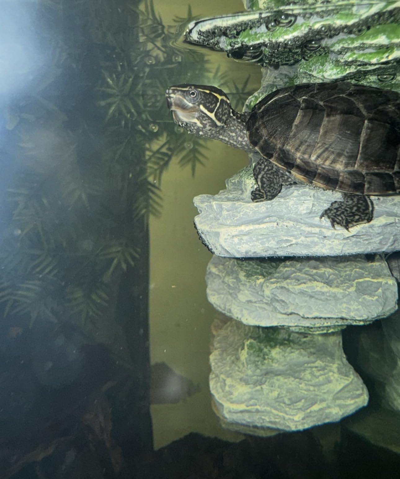 kathson Turtle Basking Platform Baby Tortoise Climbing Ramp Shale Reptiles Dock Resting Terrace Stone Aquarium Ornament Rock Landscaping Decoration for Frogs Newts (Medium Size:8.2”Lx3.3”Wx3.1”H) customer photo 2