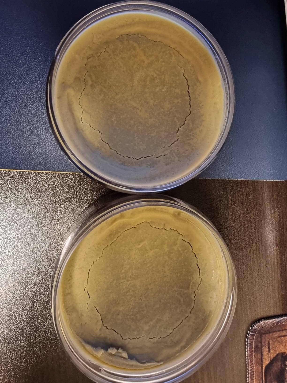 Turtle Wax Hybrid Solutions Ceramic Graphene Paste Wax, 5.5 oz. (Pack of 1) | High Gloss Shine Car Wax, Ceramic Coating Paint Protection & Extreme Water Beading, Safe for Glass, Wheels, Trim & More customer photo 2
