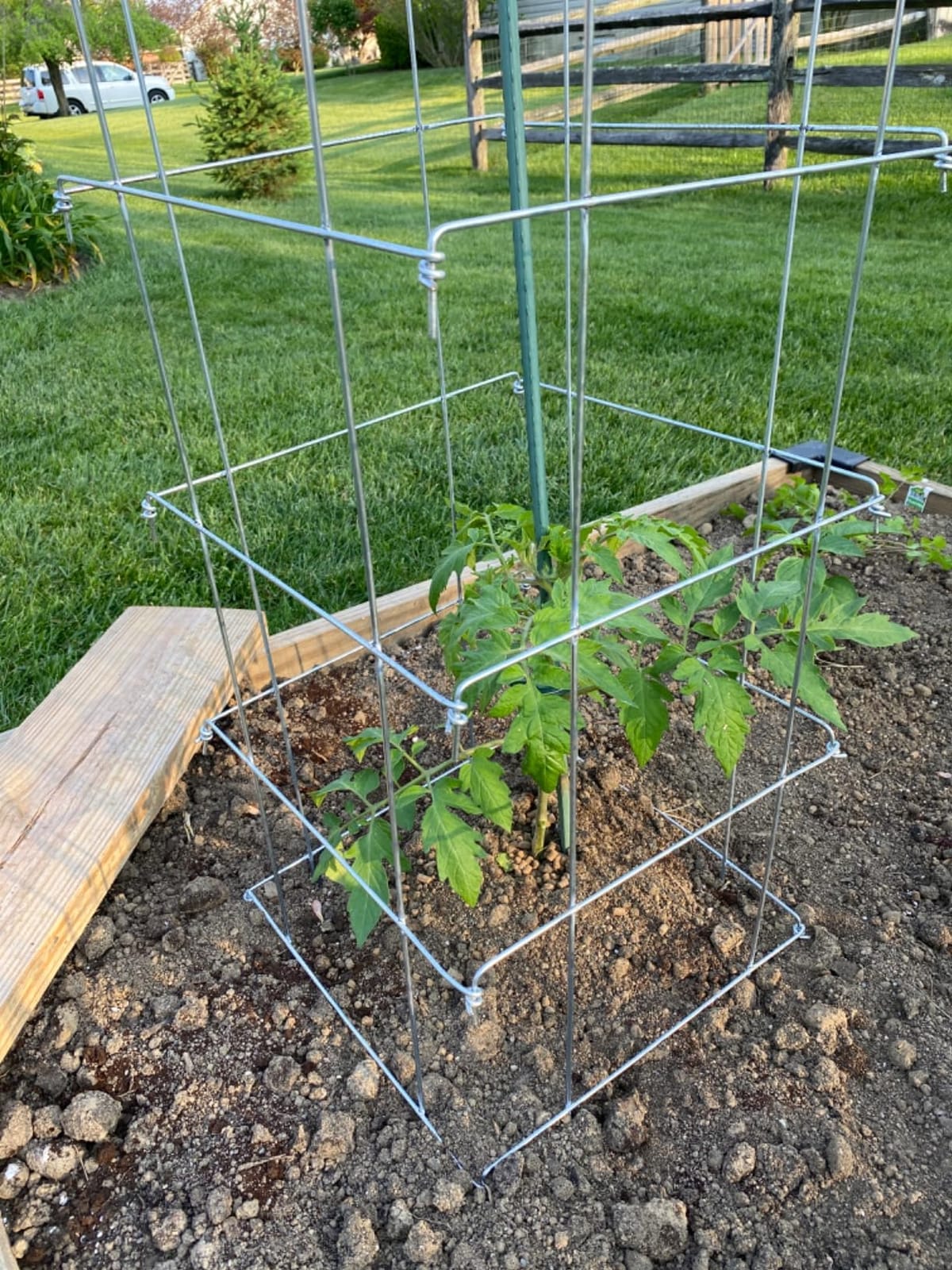Park Seed Tomato Cages - 47