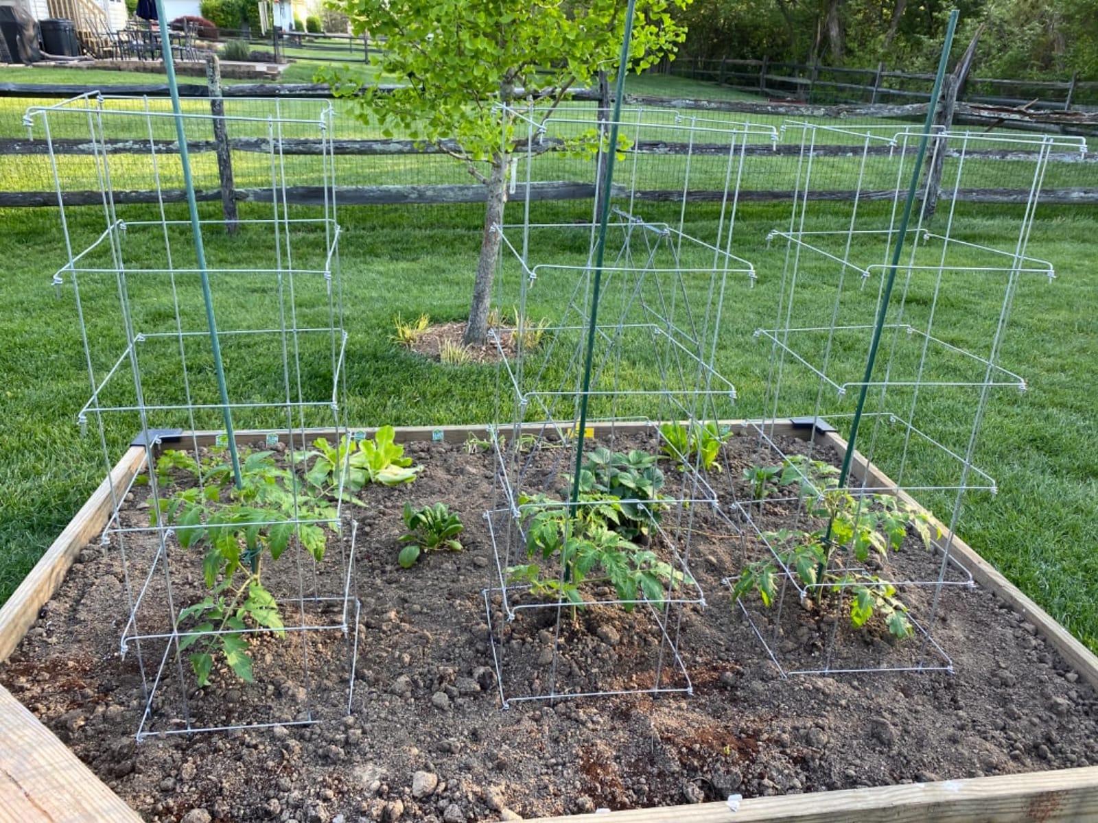 Park Seed Tomato Cages - 47