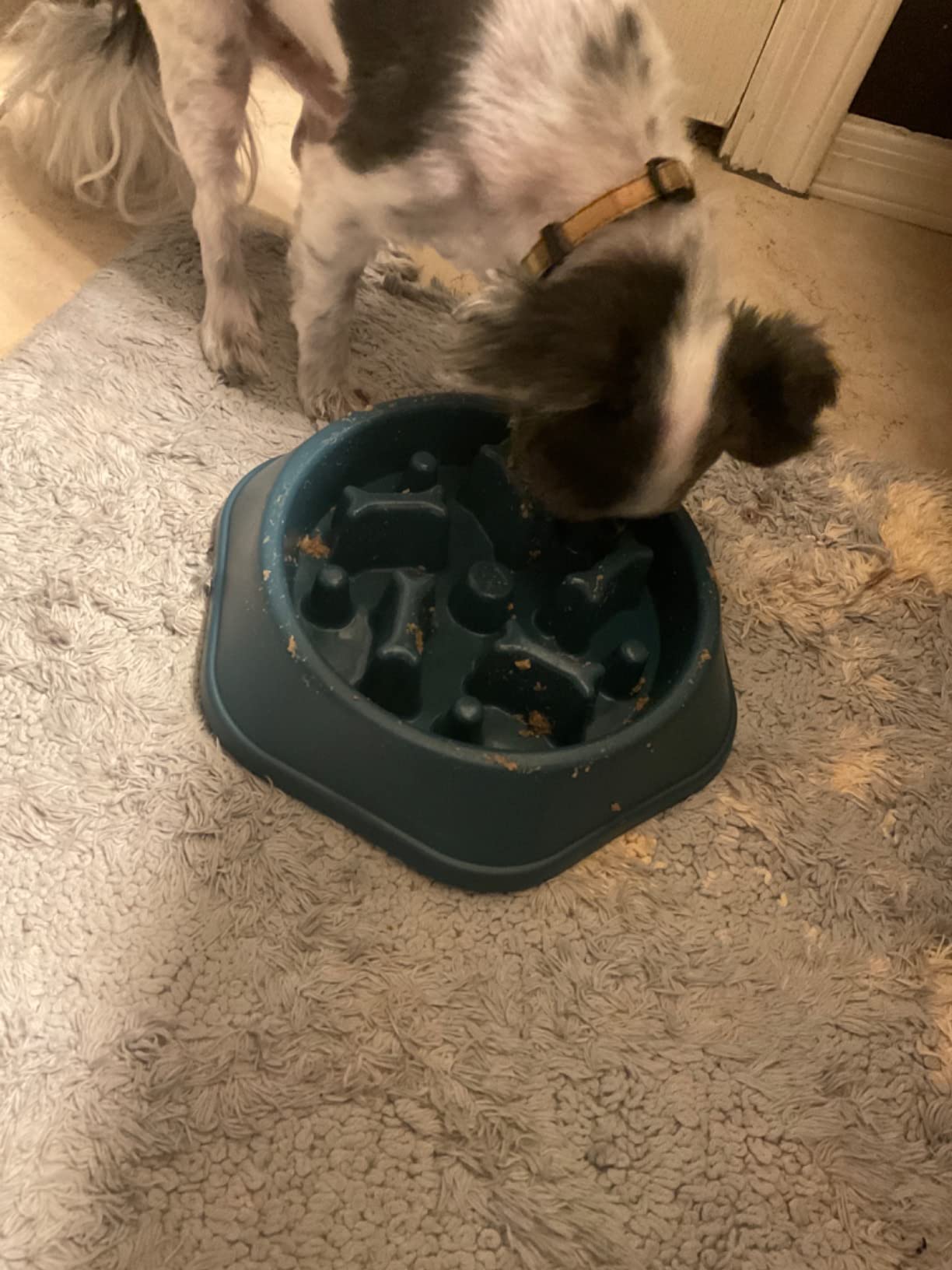 UPSKY Slow Feeder Dog Bowl Anti-Choking Slower Feeding Pet Puzzle Bowls, Interactive Bloat Stop Dog Food Dishes, Non-Slide, Slow-Eating Maze Design customer photo 2