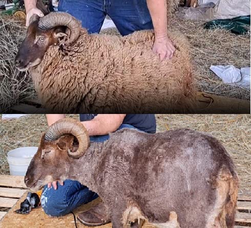 BEETRO 500W Electric Professional Sheep Shears, Animal Grooming Clippers for Sheep Alpacas Goats, 6 Speeds Heavy Duty Farm Livestock Haircut, with Extra Two Sets of Blades customer photo 1