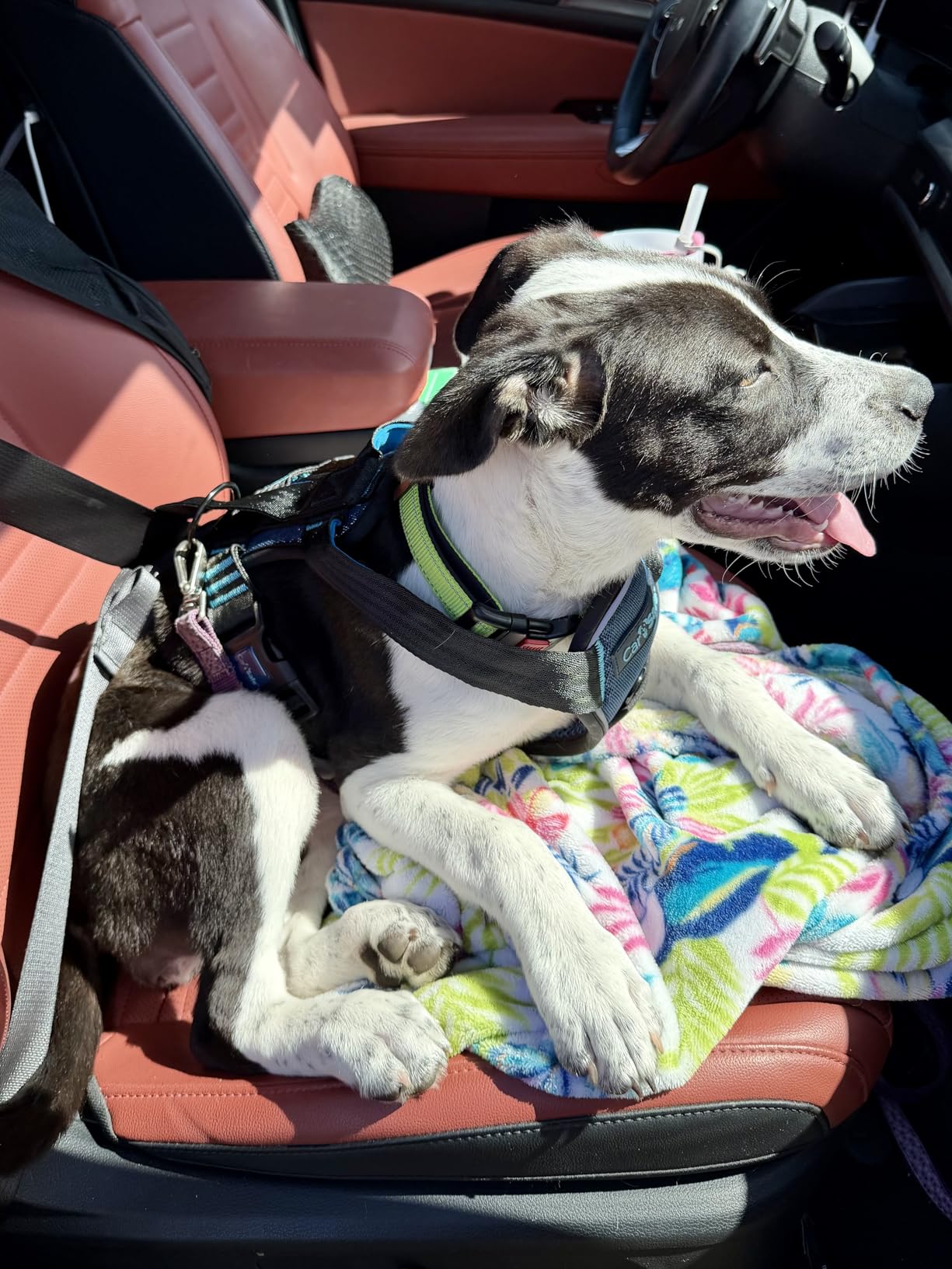 CarSafe Crash Tested Dog Safety Harness | Size L | Crash Tested to 32Kg/70lbs, Safely Secure Dog in the Car, Comfortable and Padded Design customer photo 2