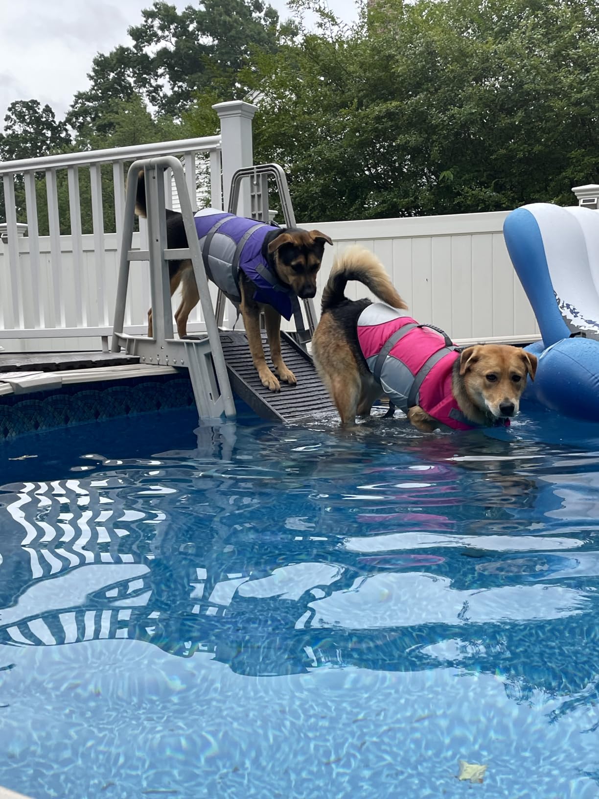 PetStep Pool Ramp for Dogs - (Standard Legs, Graphite/Gray) - Small and Large Dog Pool Ramp for Above-Ground and In-Ground Pools customer photo 1